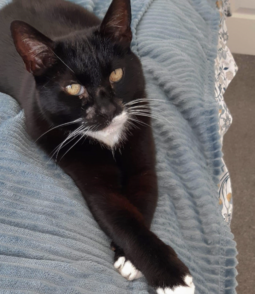 Black and white cat lying on a blue blanket, looking at the camera.