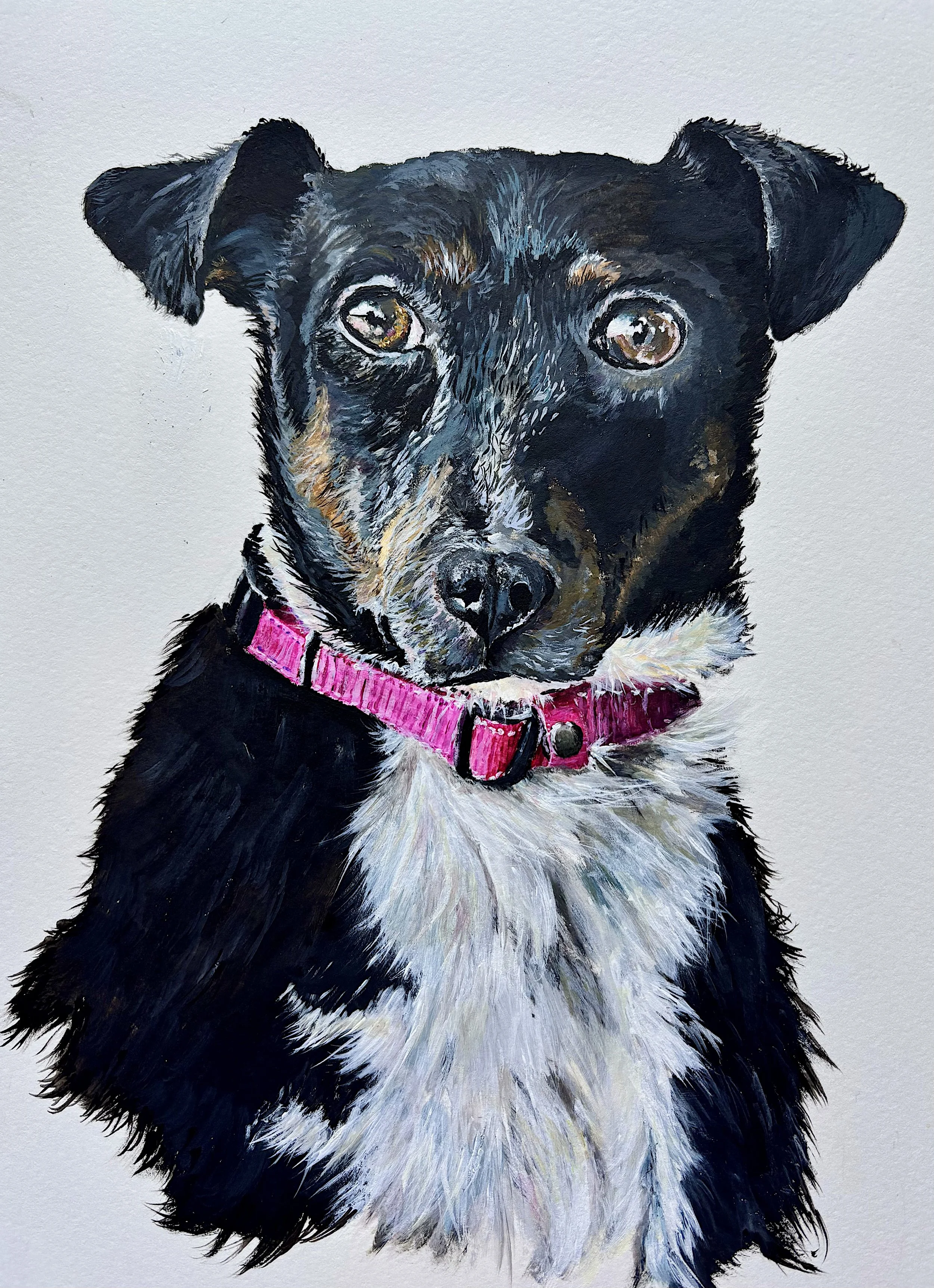 This is the beautiful Tito my latest completed commission the pet of celebrity singer John Barrowman MBE.