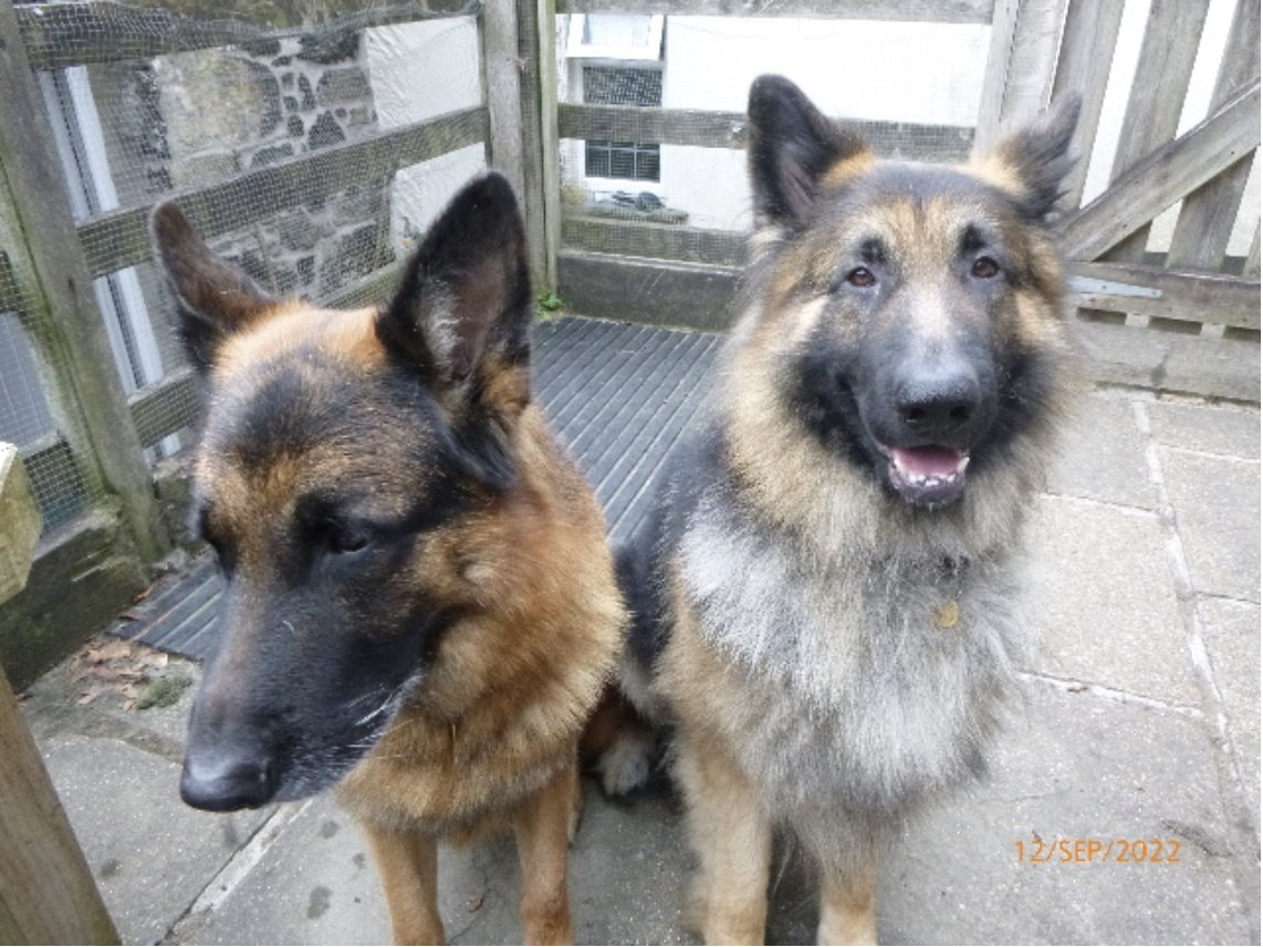 Two German Shepherd dogs sitting outside on a concrete patio, with a wooden fence in the background.