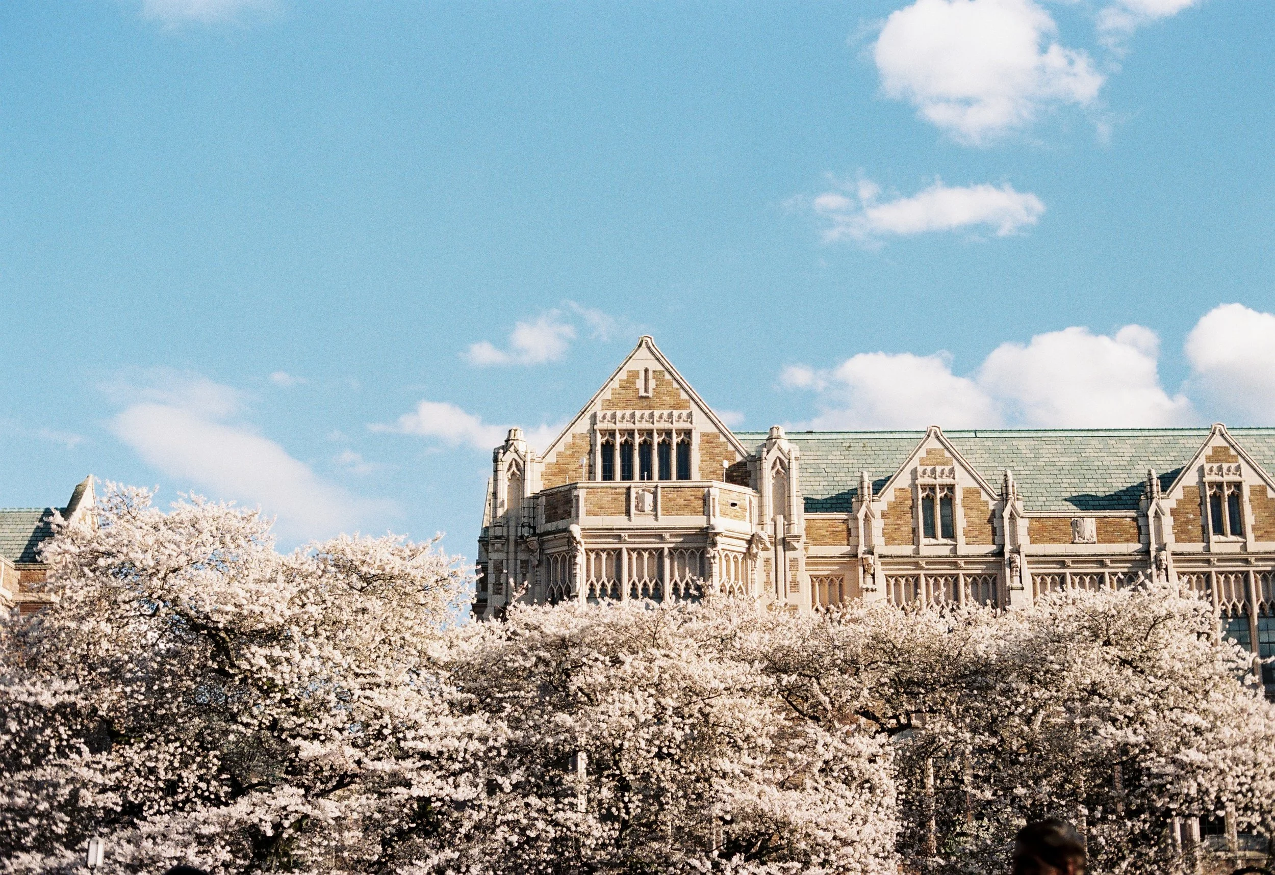 Gothic Revival building behind blooming cherry blossom trees under a blue sky