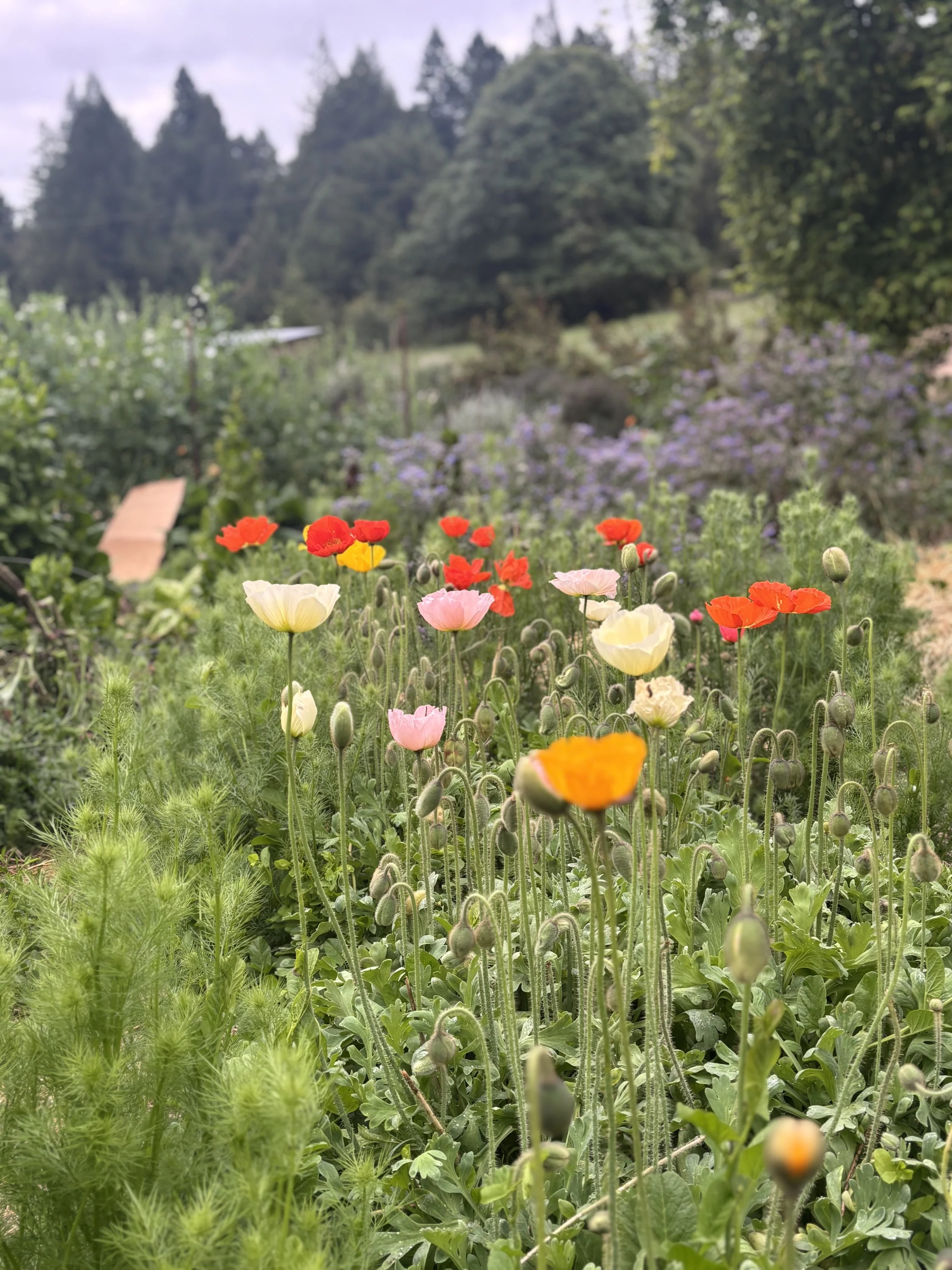  “Champagne bubbles” and “pastel meadows” poppies in the garden 