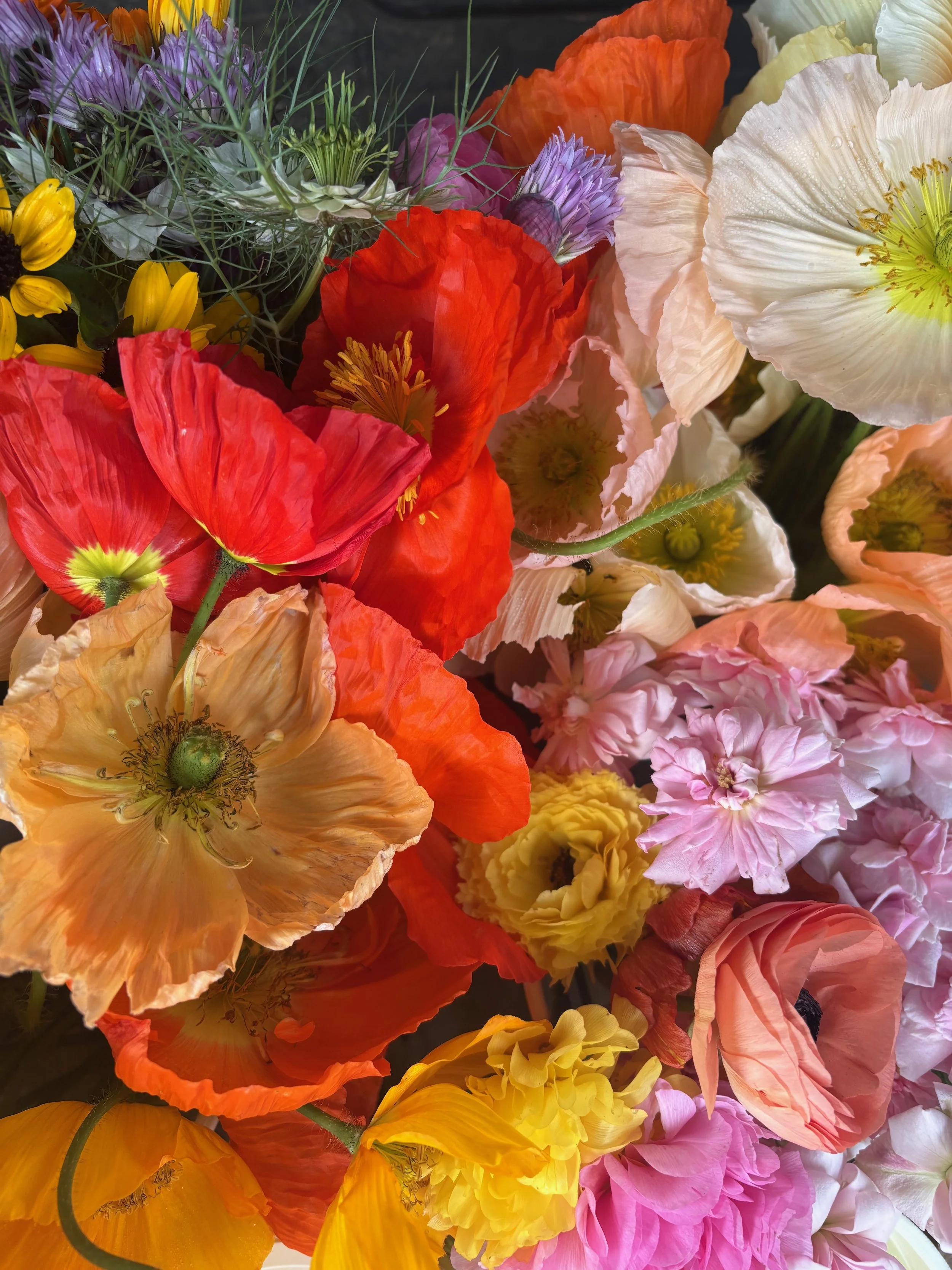 My spring love affair with poppies