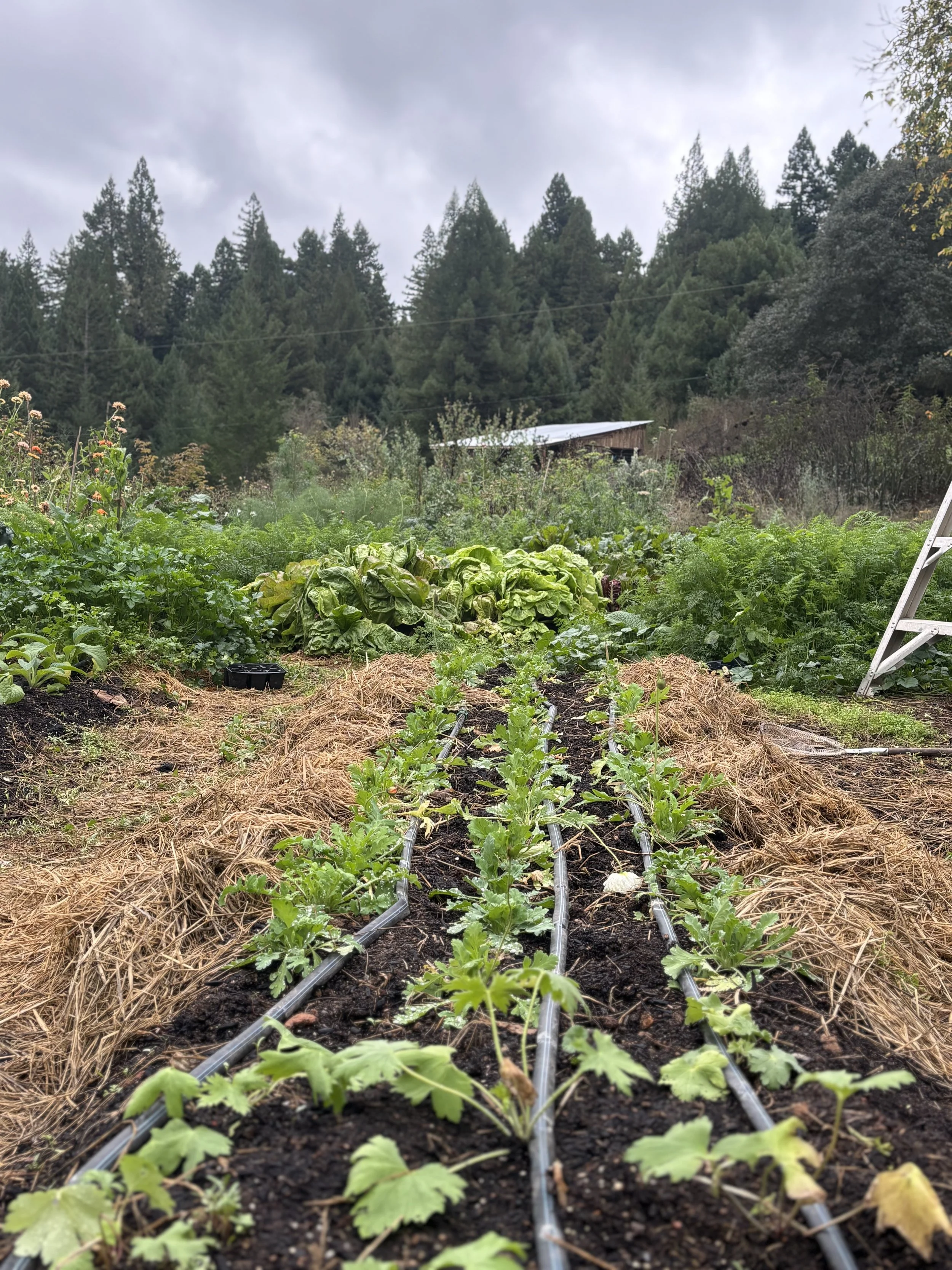flower garden with rows of young flower plants growing for a wedding, flower workshop in background, tall trees, and cloudy sky near Boonville, CA