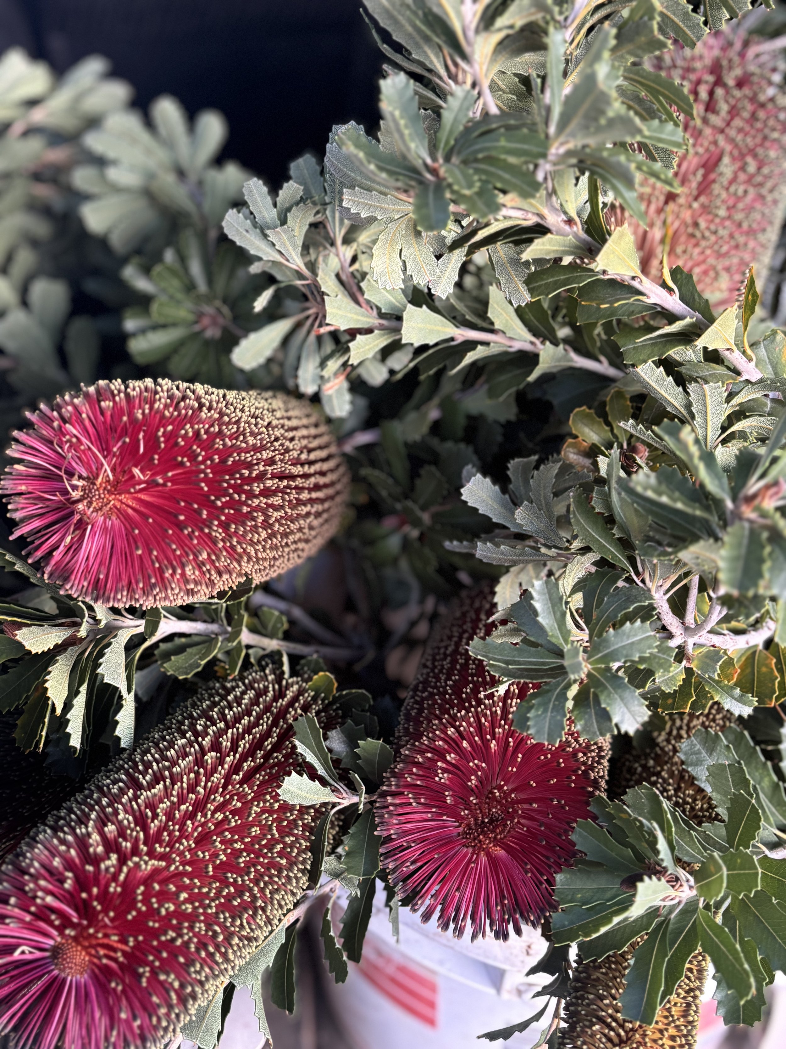 red bottlebrush flowers against sage green foliage