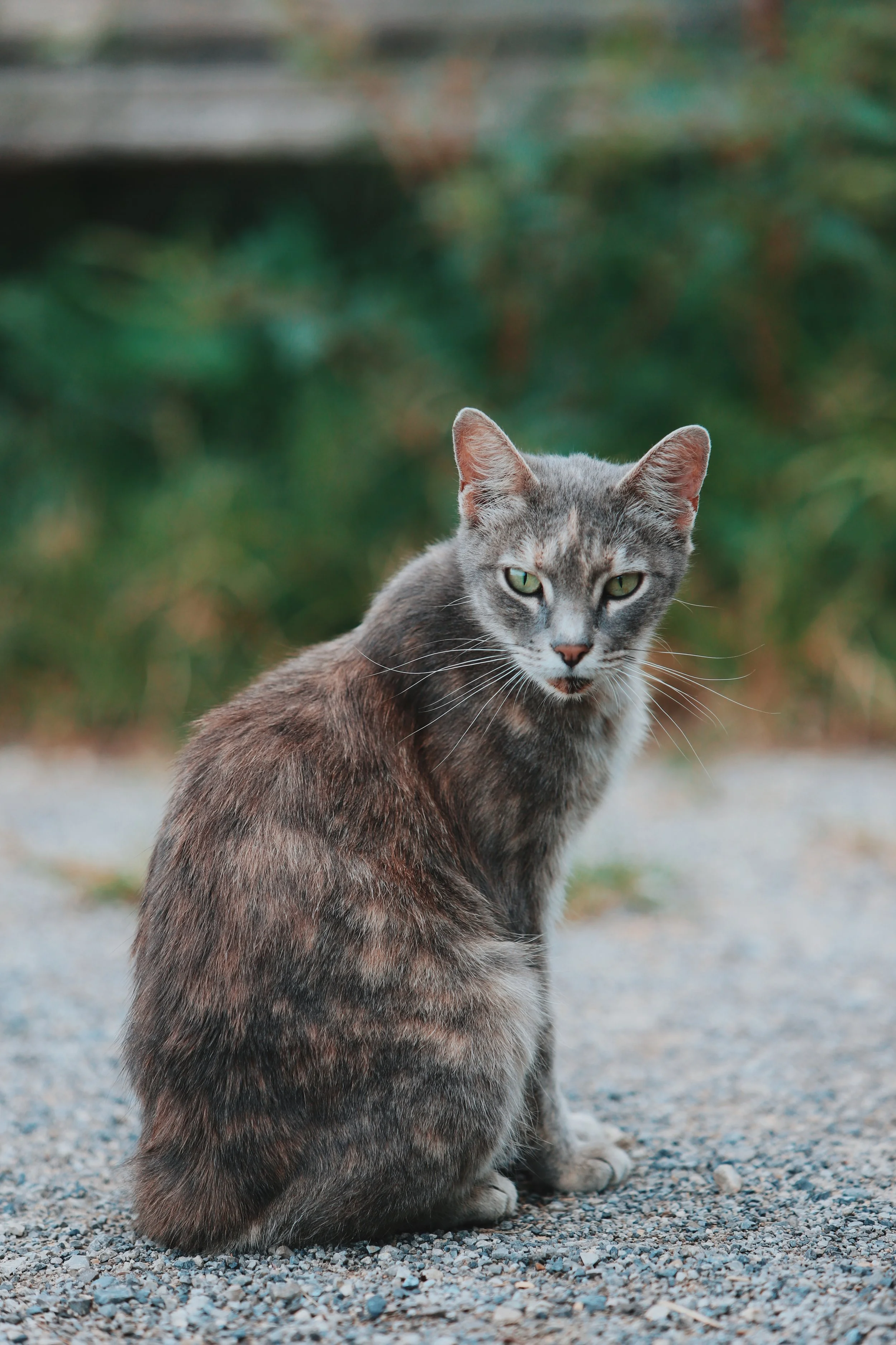 Gray cat with green eyes sitting on gravel surface with blurred green background.