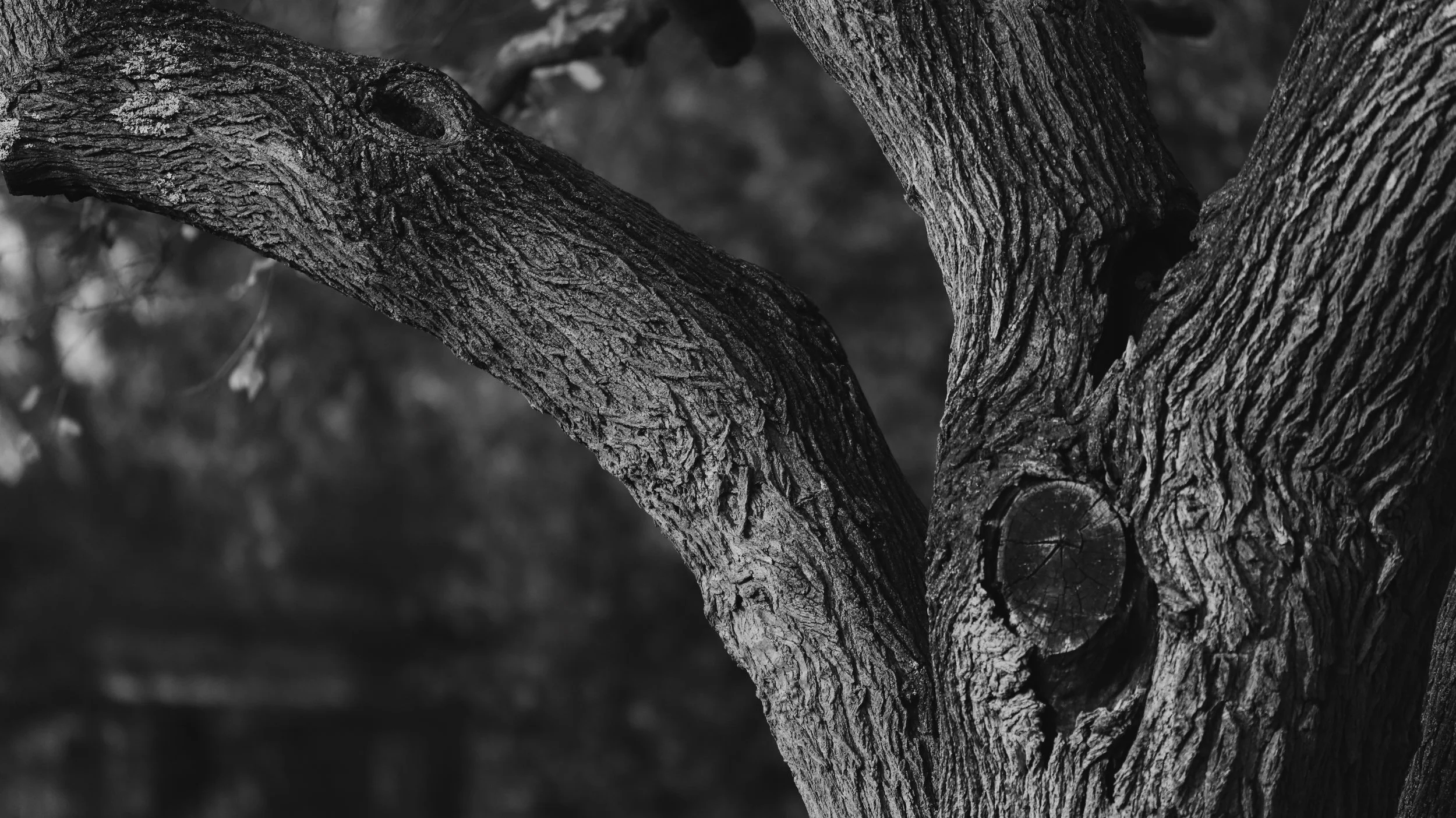 Close-up of a textured tree trunk and branches in black and white.