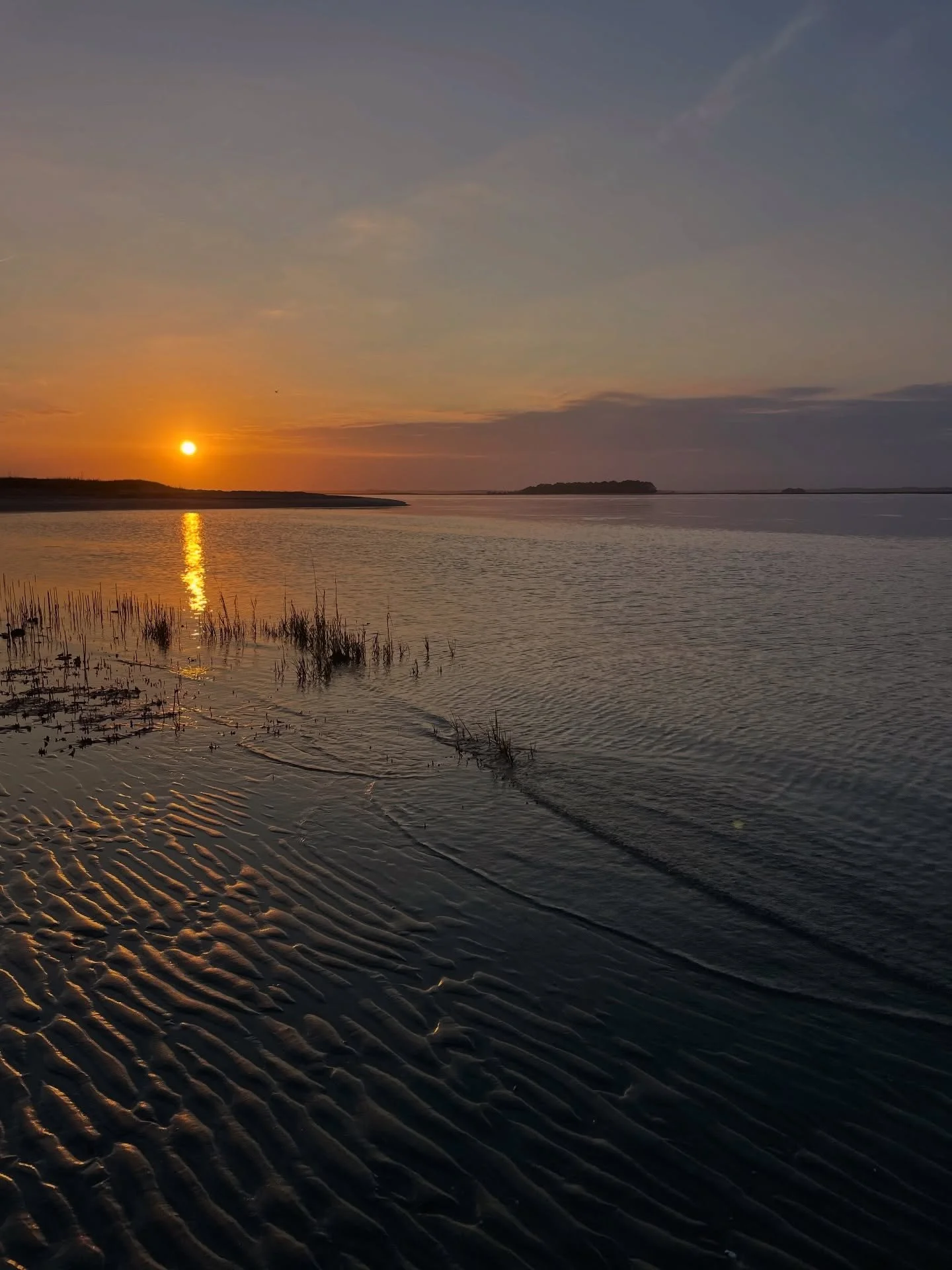 Dachshunds &amp; Dolphins: A December sunset on Folly Beach 🤍✨ Wouldn&rsquo;t trade it for the world.