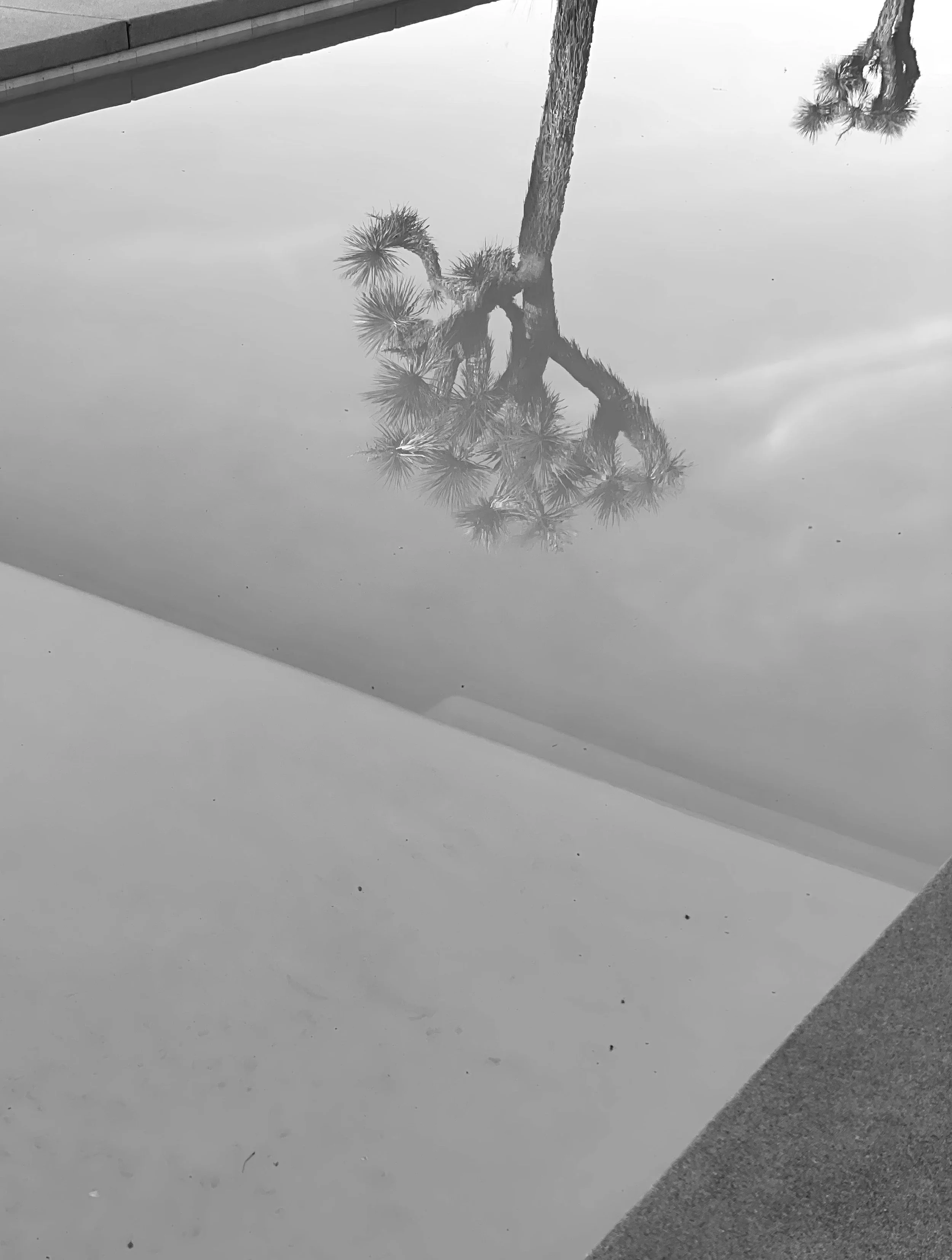 Joshua Tree Black & White