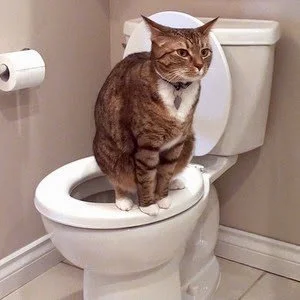 King of your Throne!