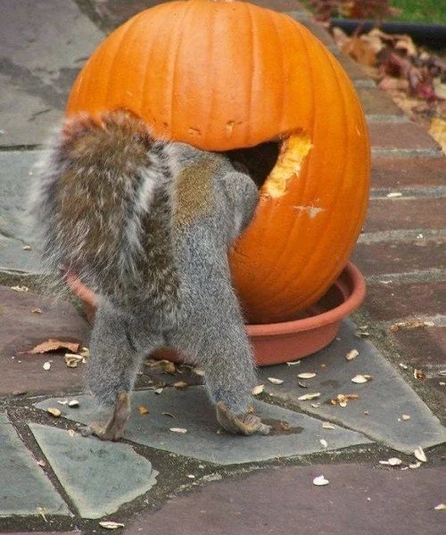 Hey Pumpkin!