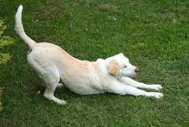 Show me your down dog!