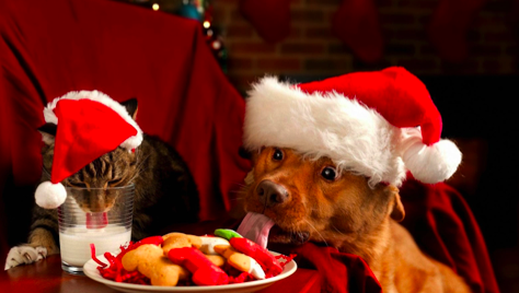 5 Tips to stay Ho Ho Healthy!