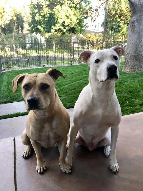 Fur babies are the new medicine!