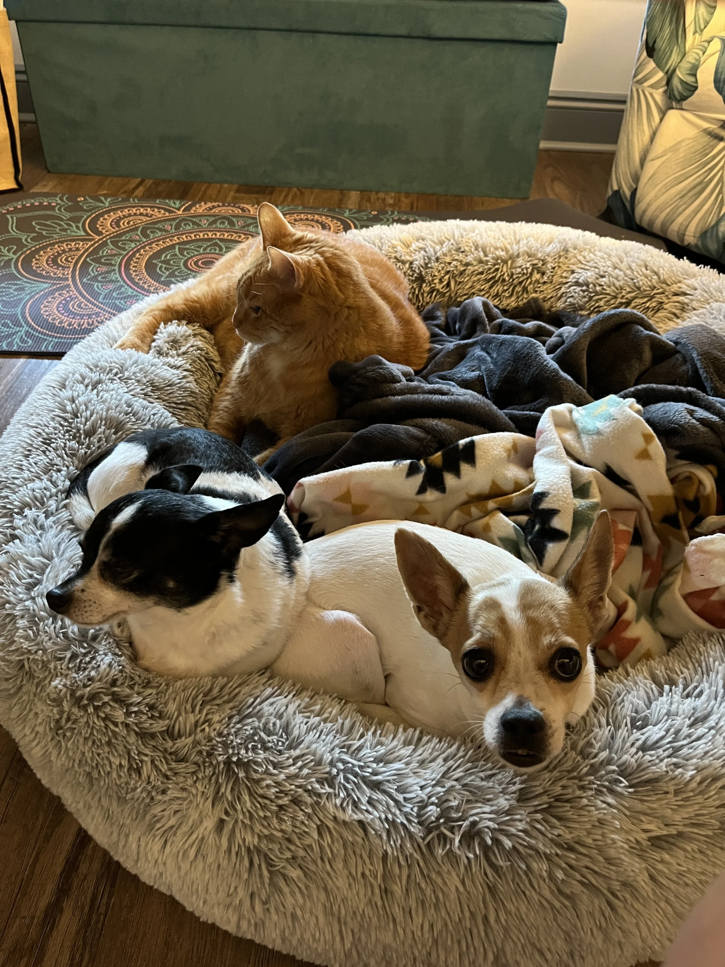 My Support Staff