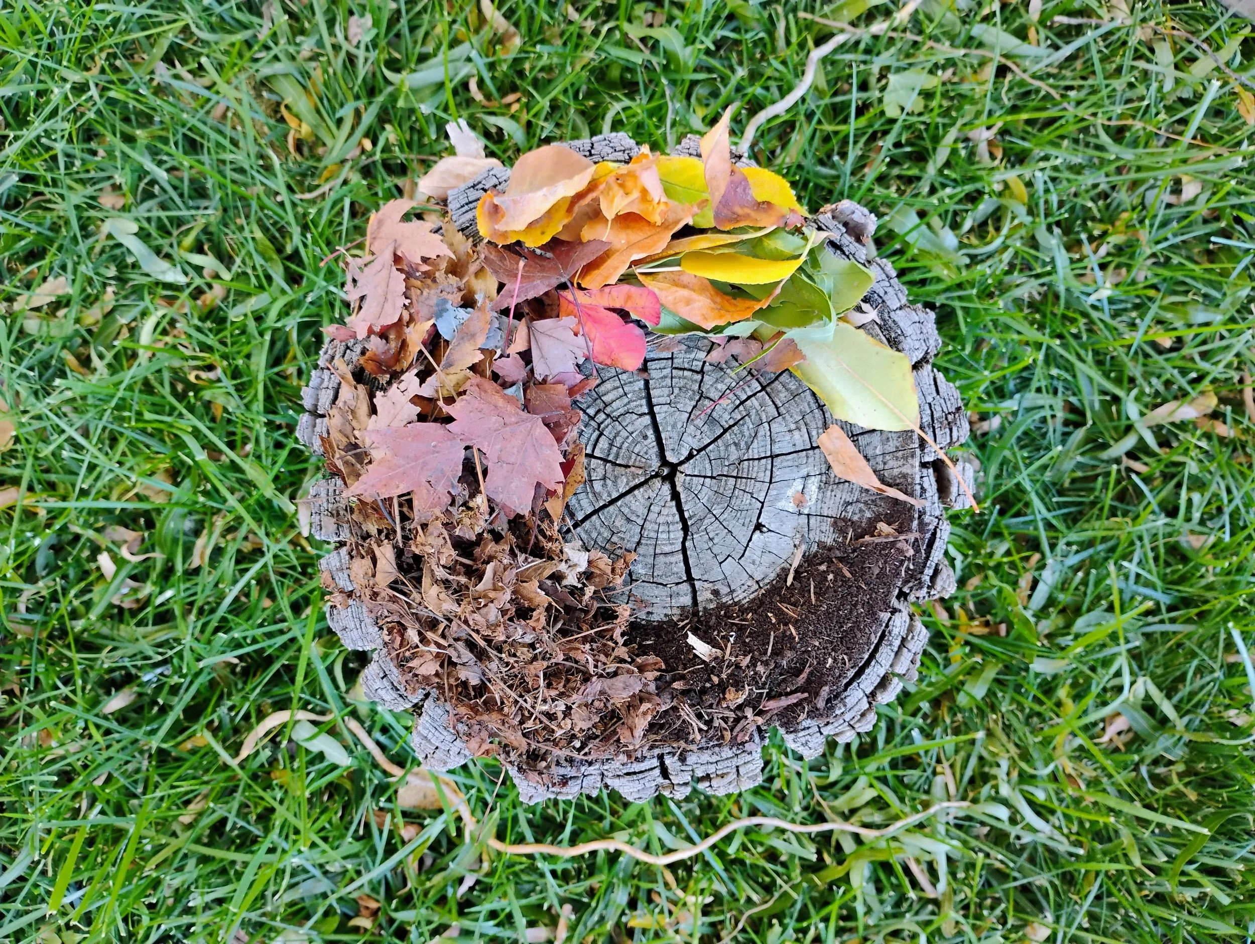 Rethinking Leaves: From Nuisance to Nature’s Gift