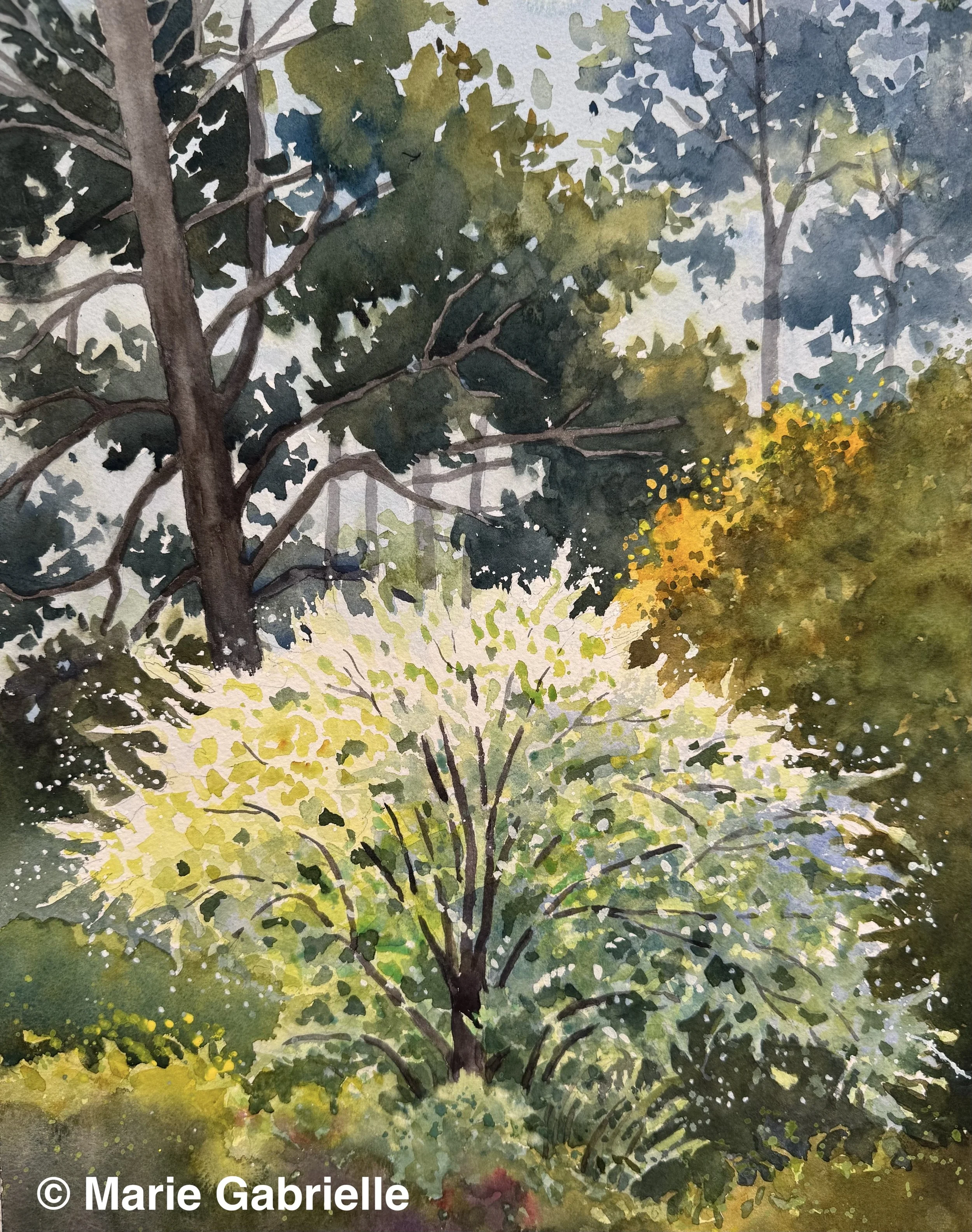 Wild Plum Bloom, 12x16", $650