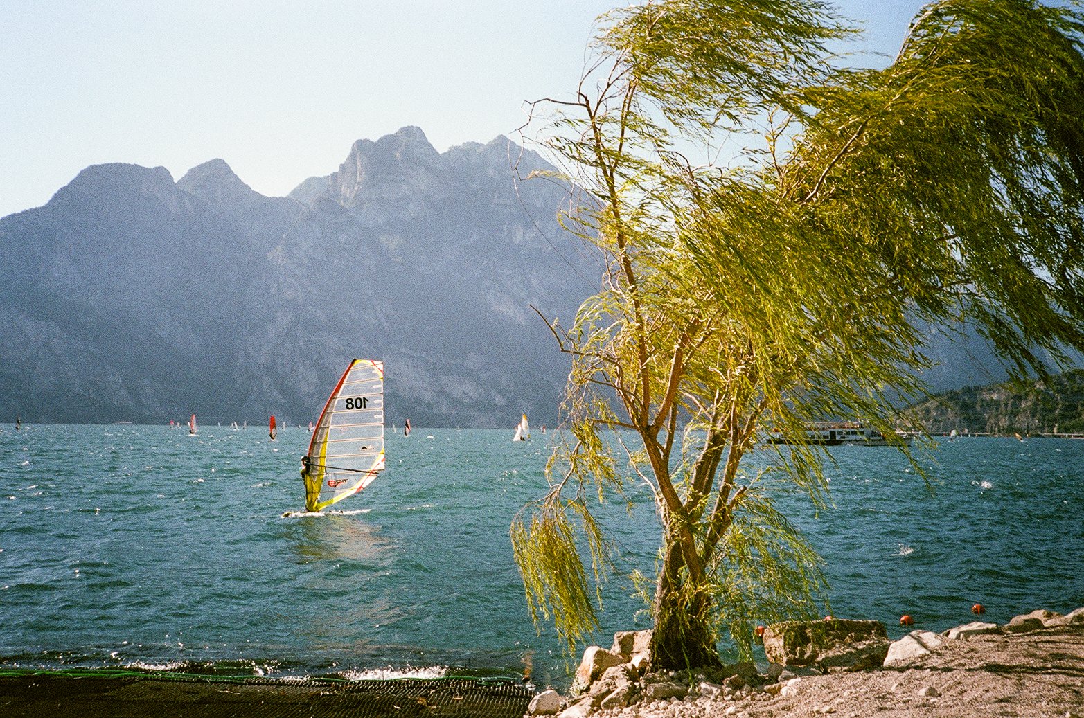TREE AND WINDSURFER1.JPG