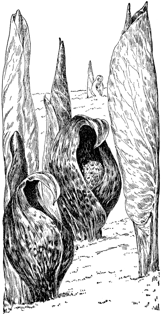 Skunk cabbage almanac of the chathams the dutch towns