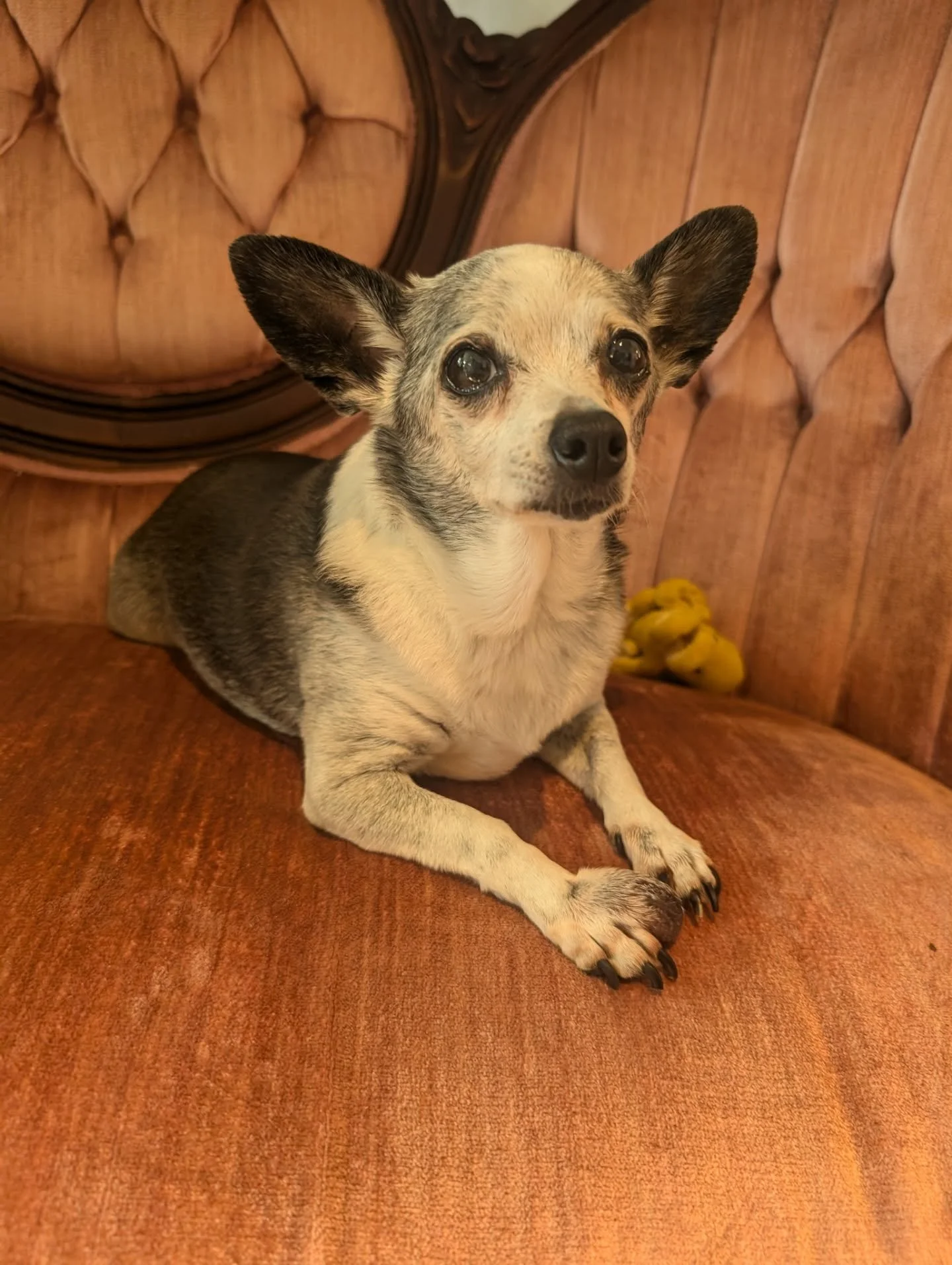 Our hearts are heavy as we share that our beloved salon greeter and best friend, Niyah, has passed. 🖤🐾

If you&rsquo;ve ever visited Eleven, you&rsquo;ve likely been welcomed by her, tail wagging, eyes full of love, always bringing comfort to anyon