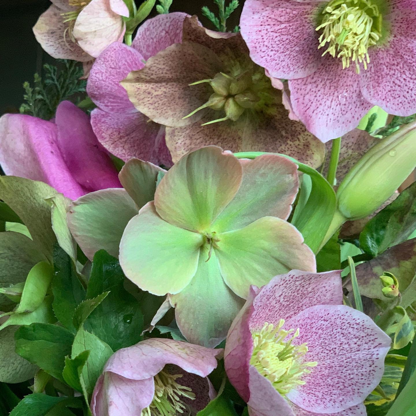 A bounty of early Spring blooms at The Cottage at Five Points. Happy to have a little sun today. If you have friends visiting our sweet town soon, please pass along my Airbnb cottage Athens, Ga. @airbnb #fivepointsathens #visitathensga #earlyspringfl