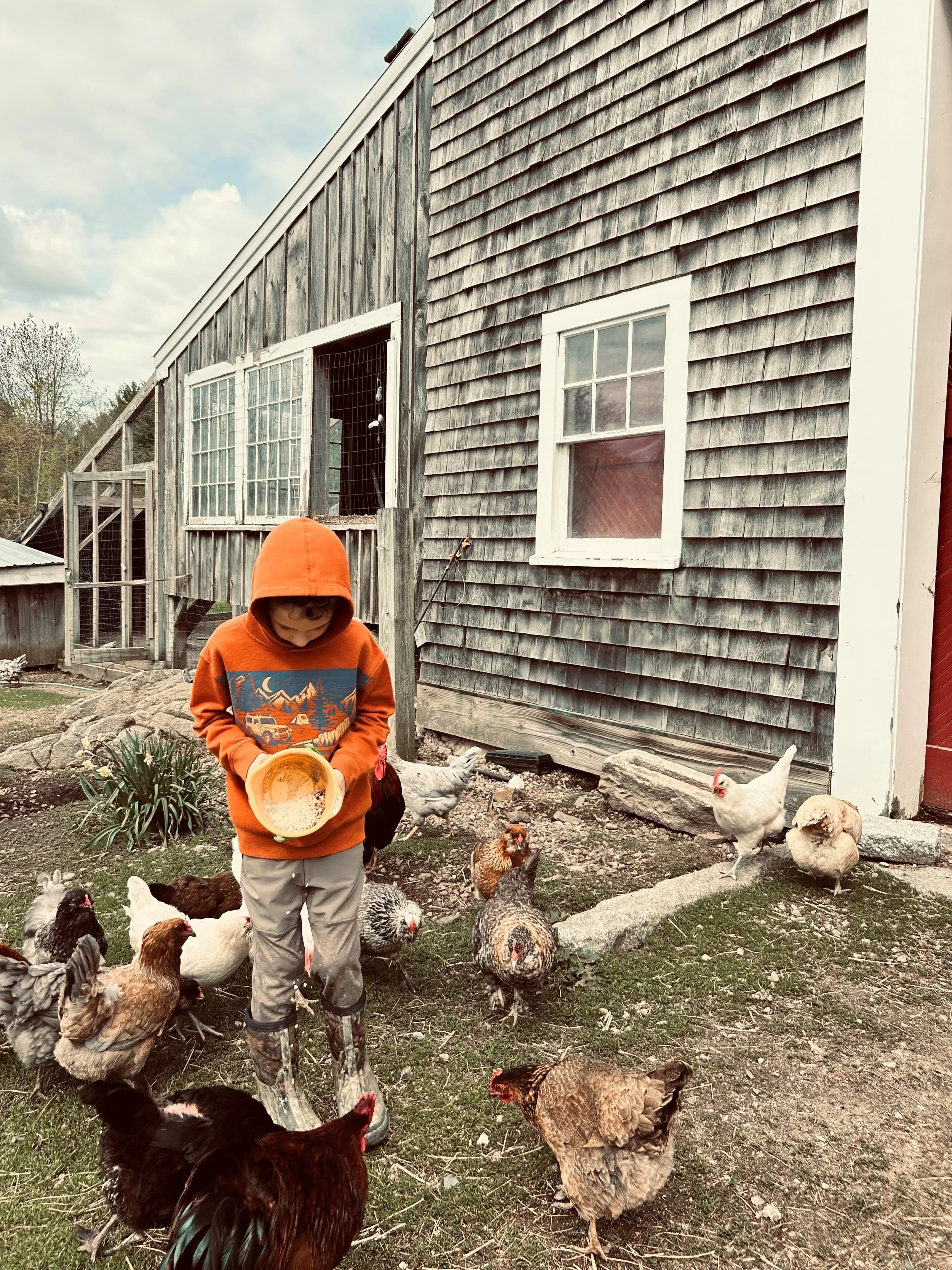 chickens.jpg