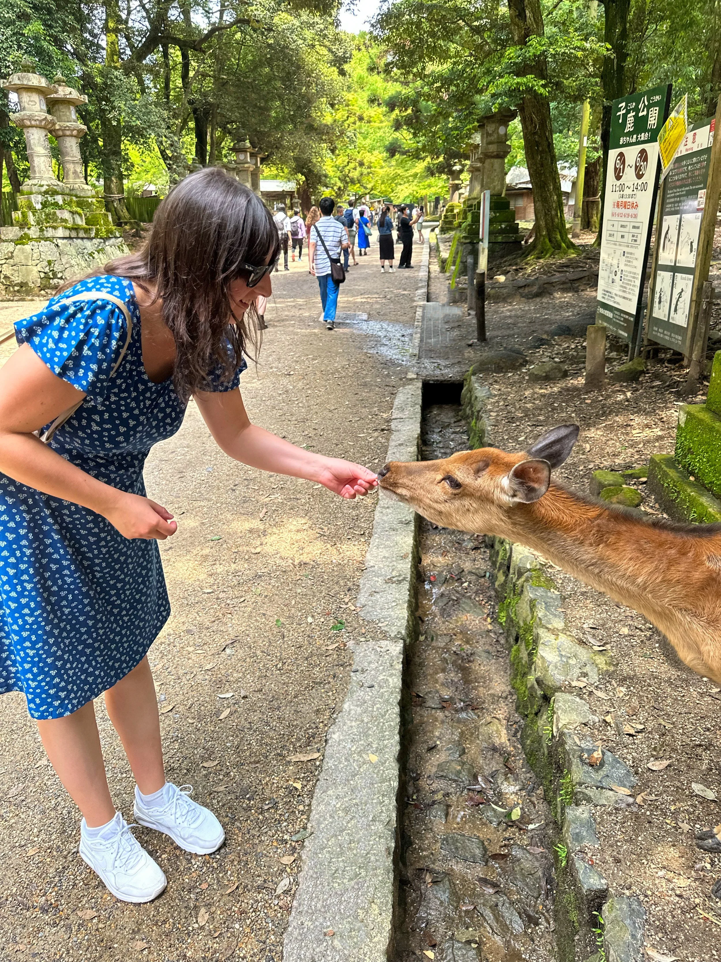 Feeding Deer in Japan