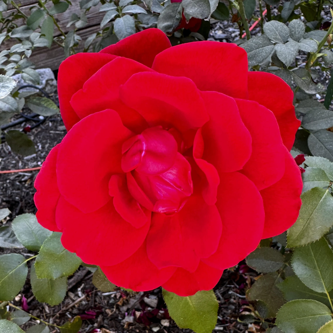 The Rose by Grateful Dead — #1 Container