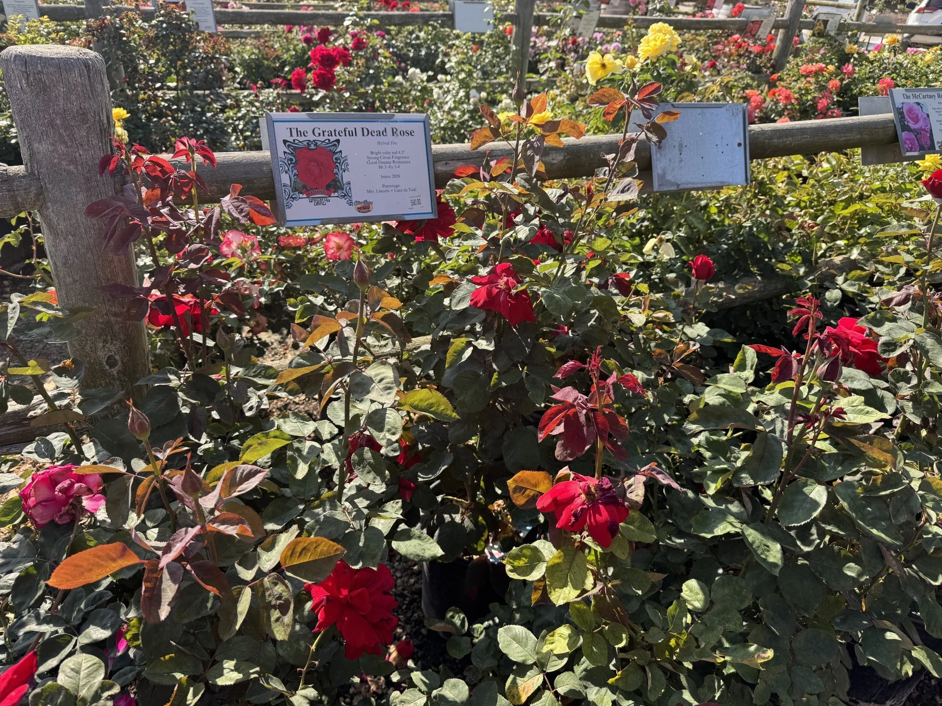 The Rose by Grateful Dead — 5-Gallon
