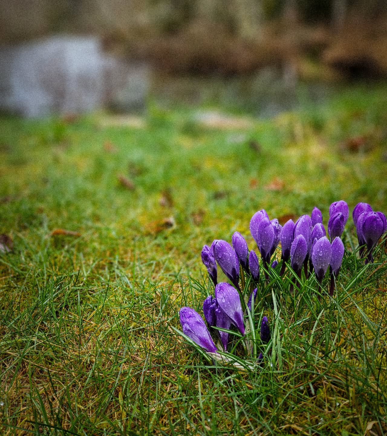 Feeling this beautiful shift into Spring, and loving every new sign of life I see. 

May you have a beautiful and blissful start into this new season, and may renewed vitality fill your heart &amp; soul🪻🪻🪻🪻

#springvibes #springequinox #energyhea