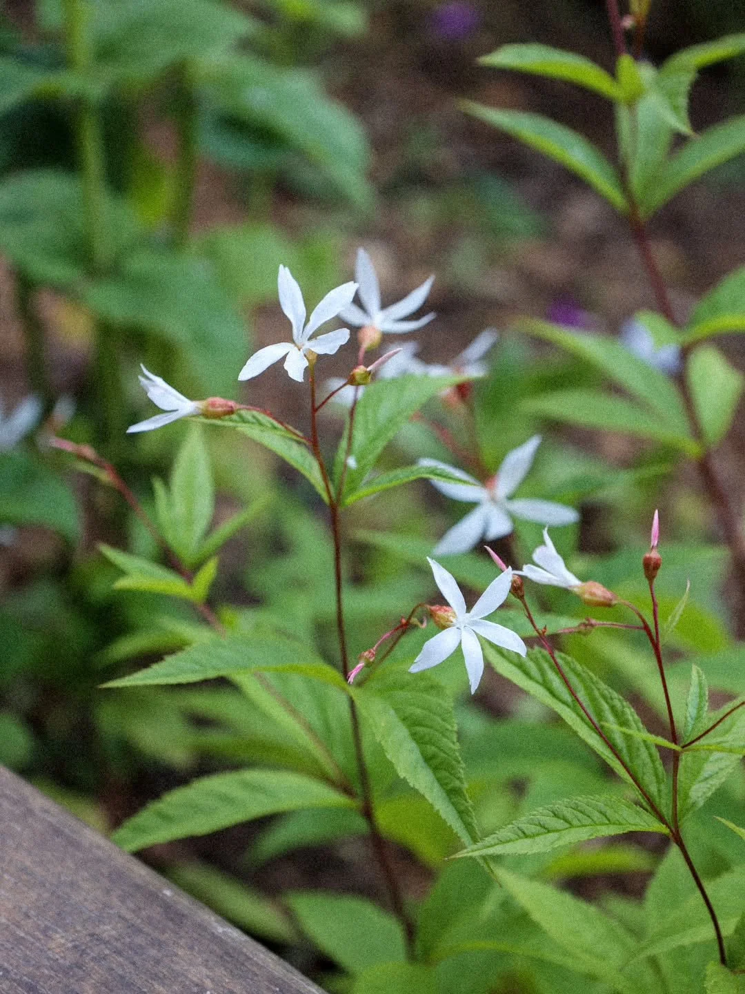 Trust that the miracles meant for you are on their way... ✨️ 

#miracles #manifestation #magnetformiracles #positivevibes