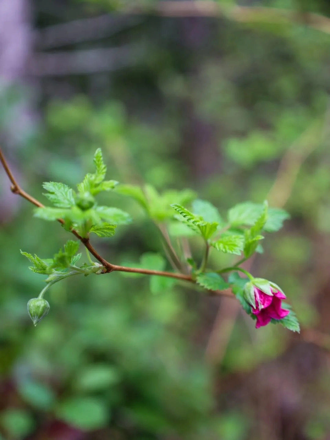 Remember to see the beauty within you today...
There is only one you, one precious life, one beautiful heart uniquely yours, and yours alone.
Don't waste it wishing you had what other's have. 

You have it. You just need to see it and remember it.🌹
