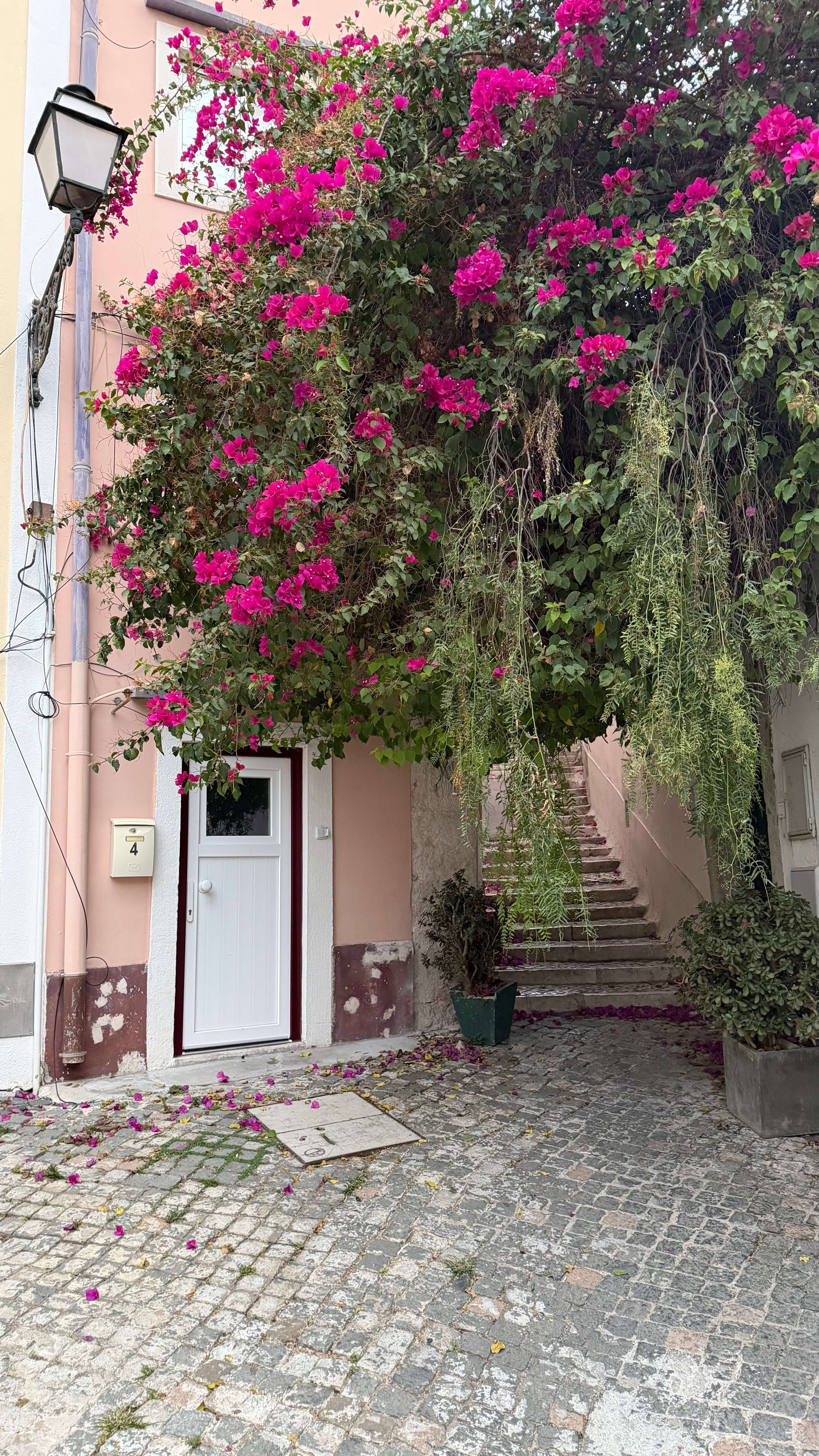 Bougainvillea Alfama Lisbon Portugal.jpeg