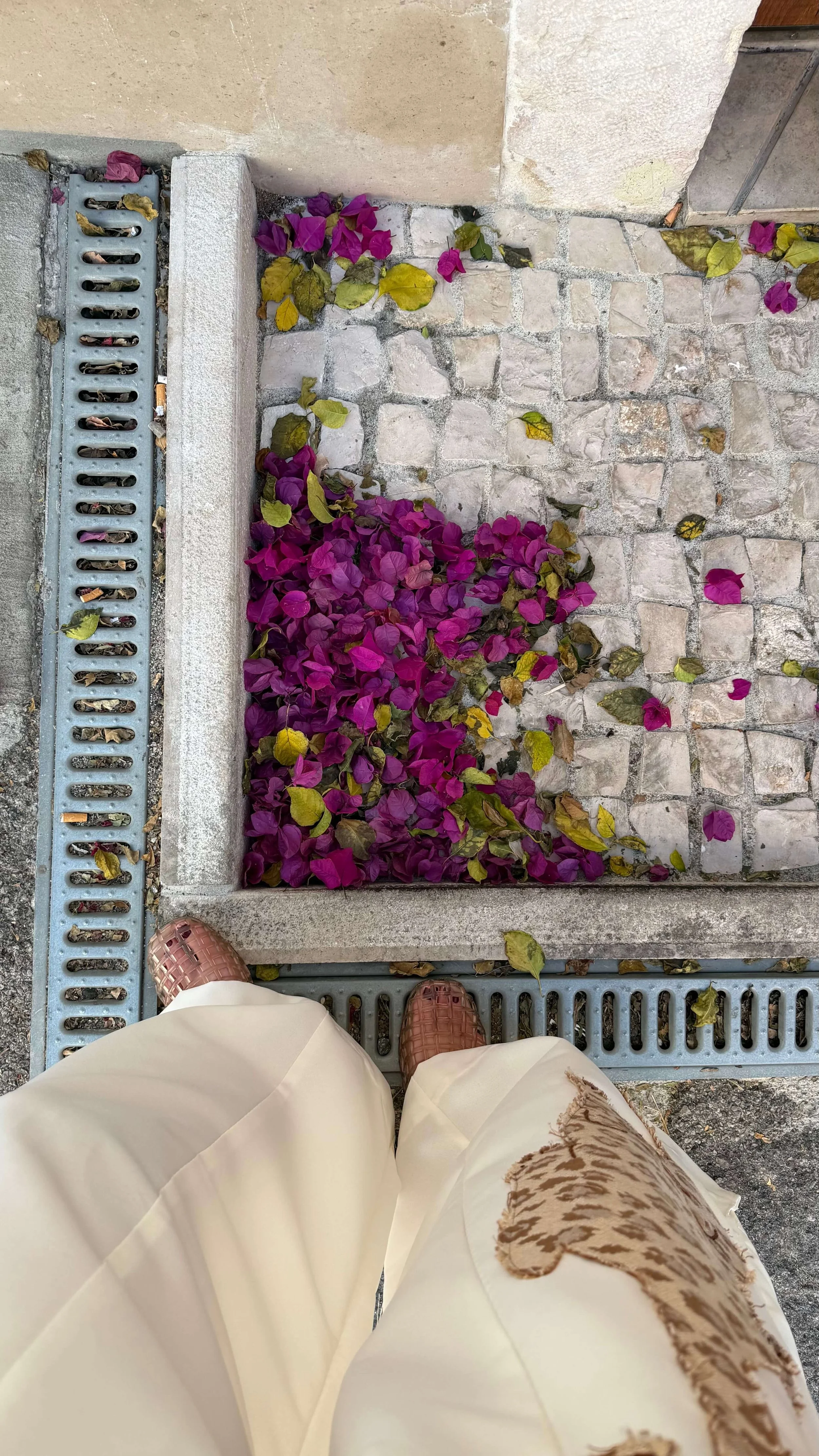 Bougainvillea Petals Belem Lisbon Portugal.jpeg