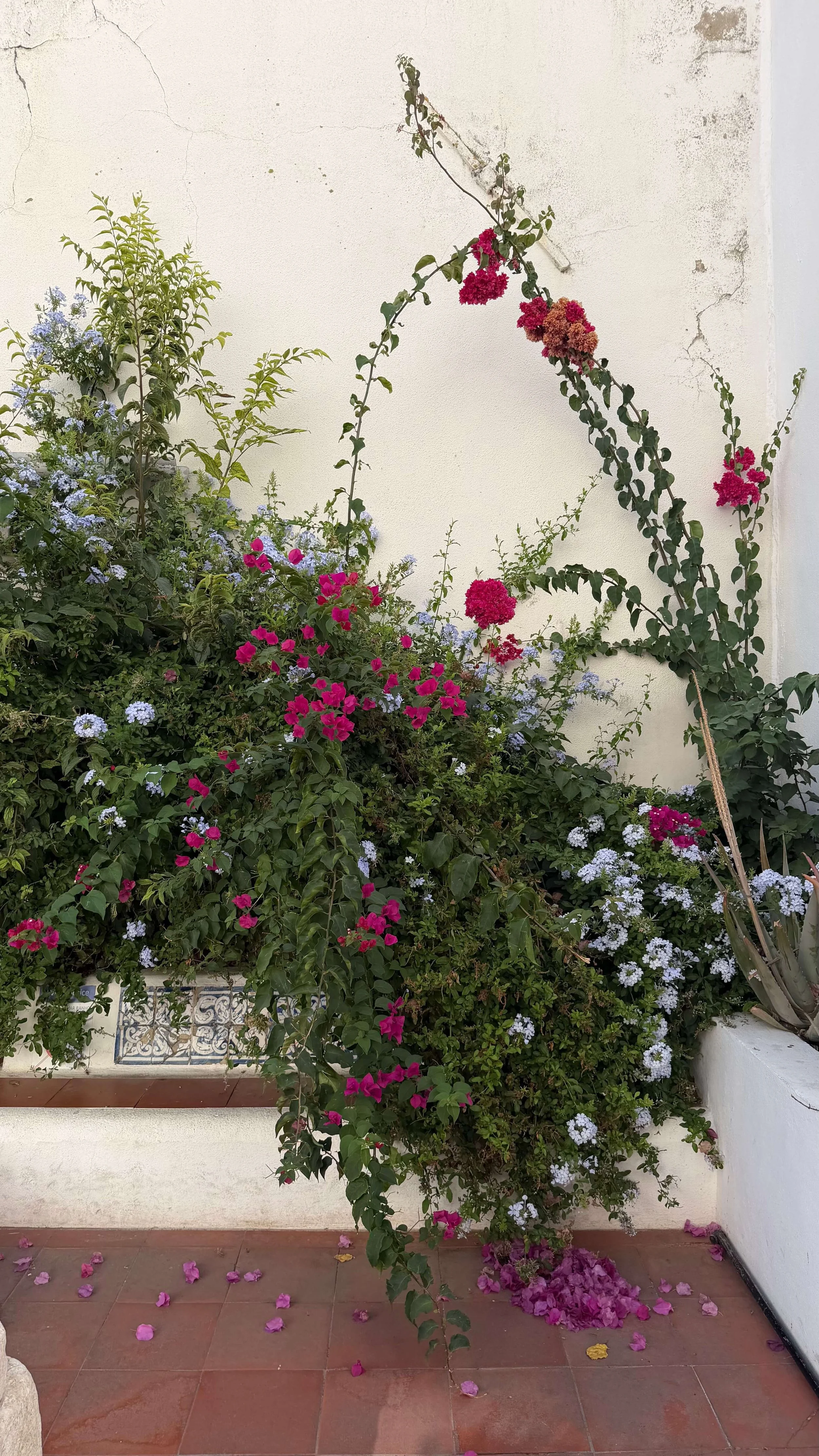 Flowers Sao Vicente Courtyard Lisbon Portugal.jpeg