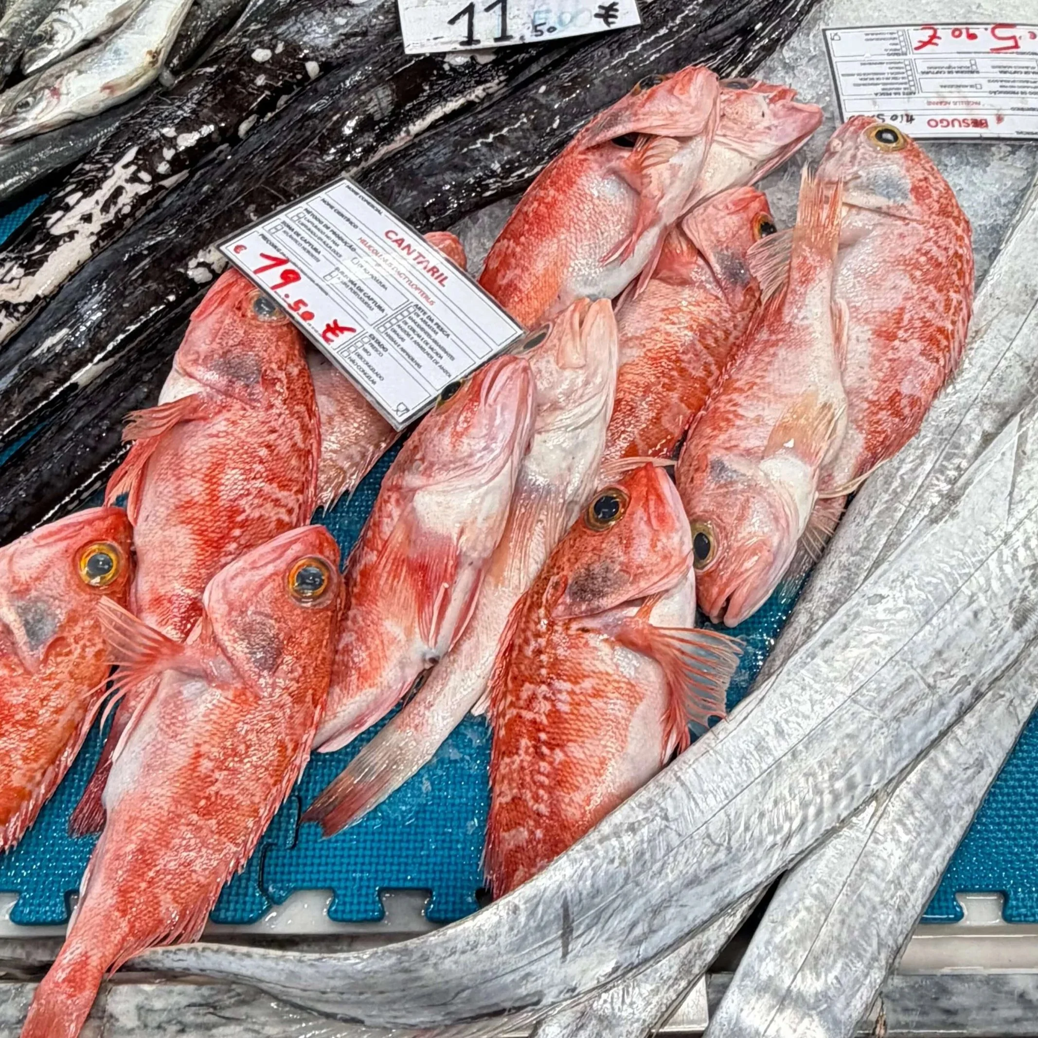 Fish+at+Market+Setubal+Portugal.jpg