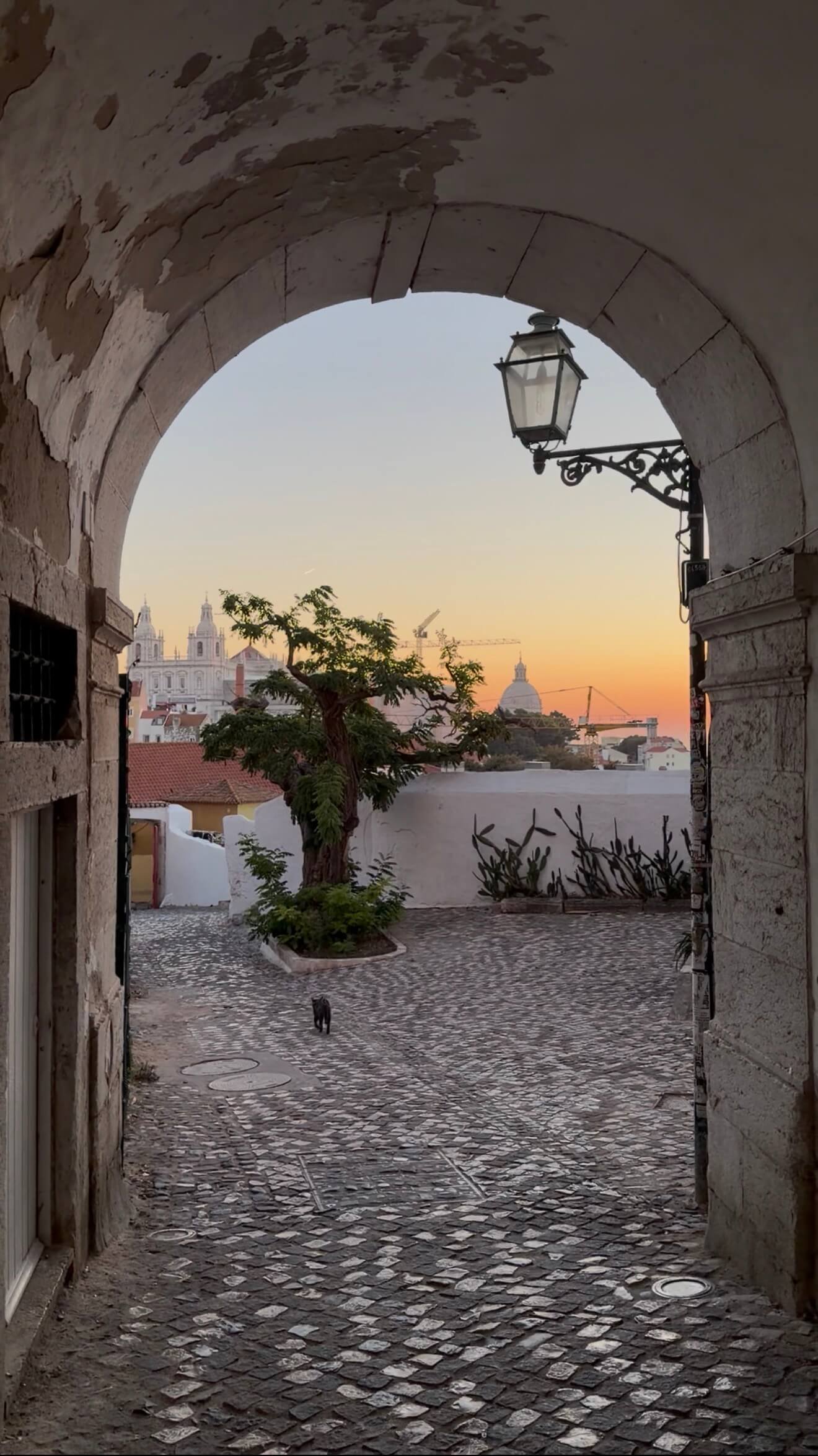 Sunrise with Cat Alfama Lisbon Portugal.jpeg