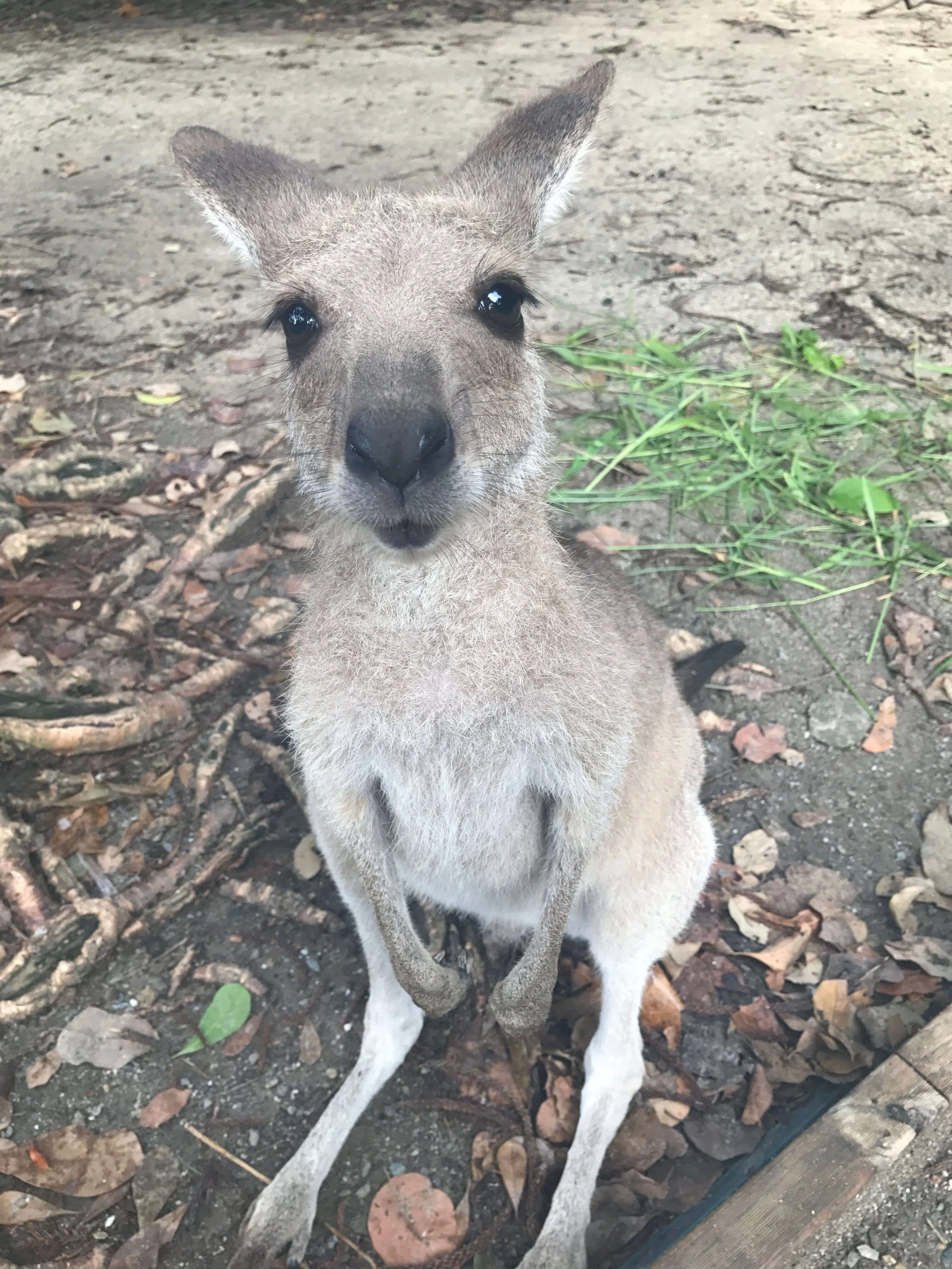 Wallaby, Cairns, Australia