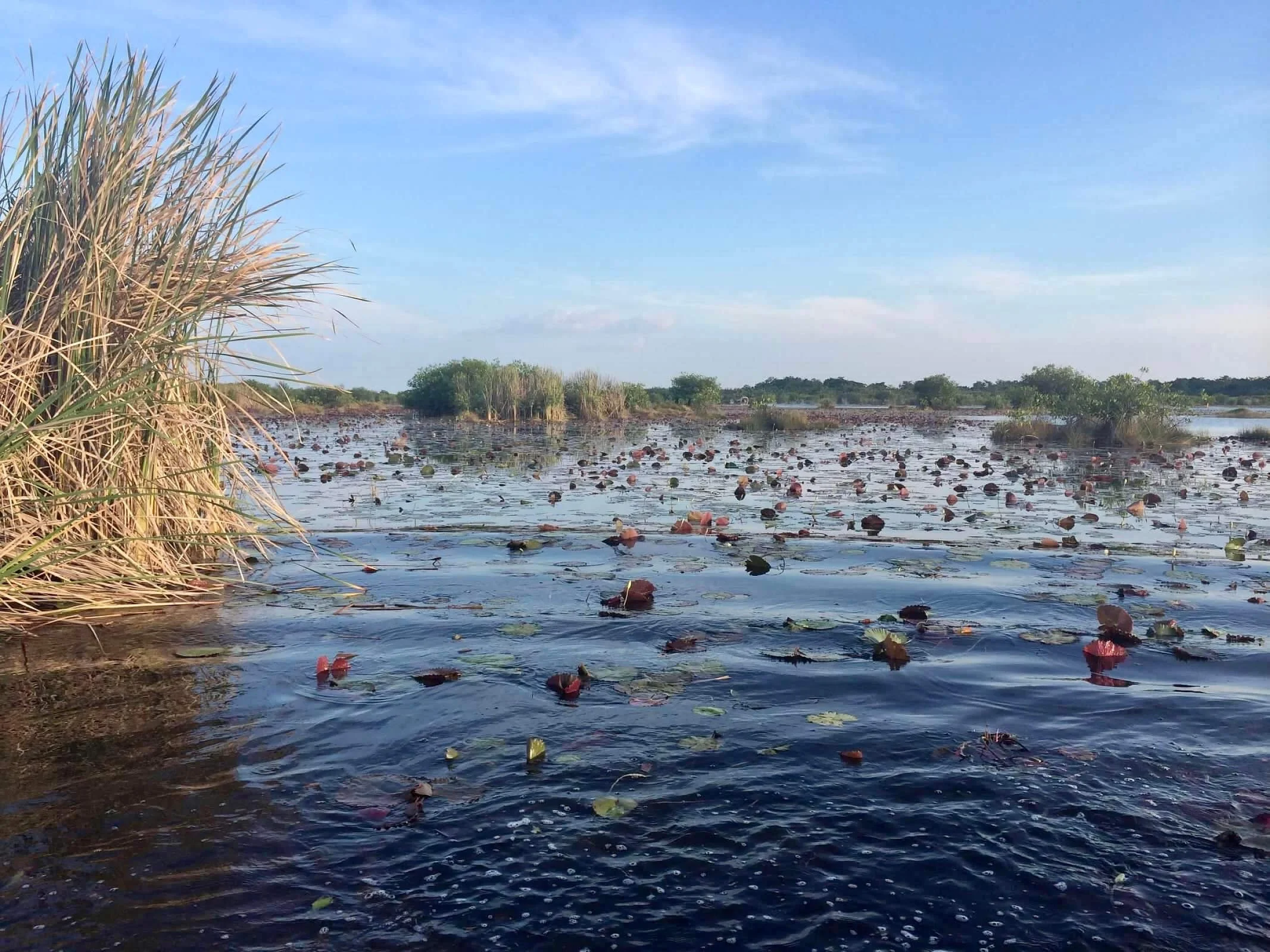 Placencia Lagoon, Mangroves, Belize