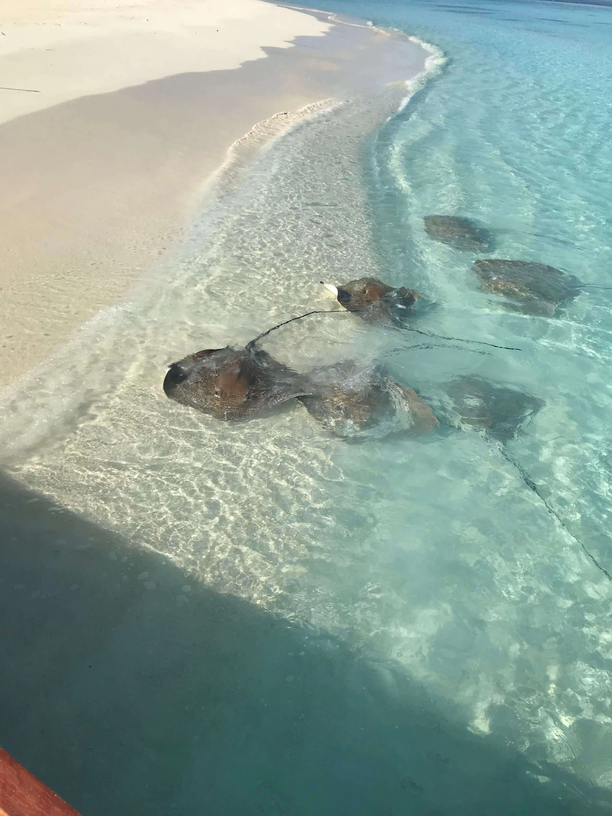 Stingrays, Snorkeling, Scuba Diving