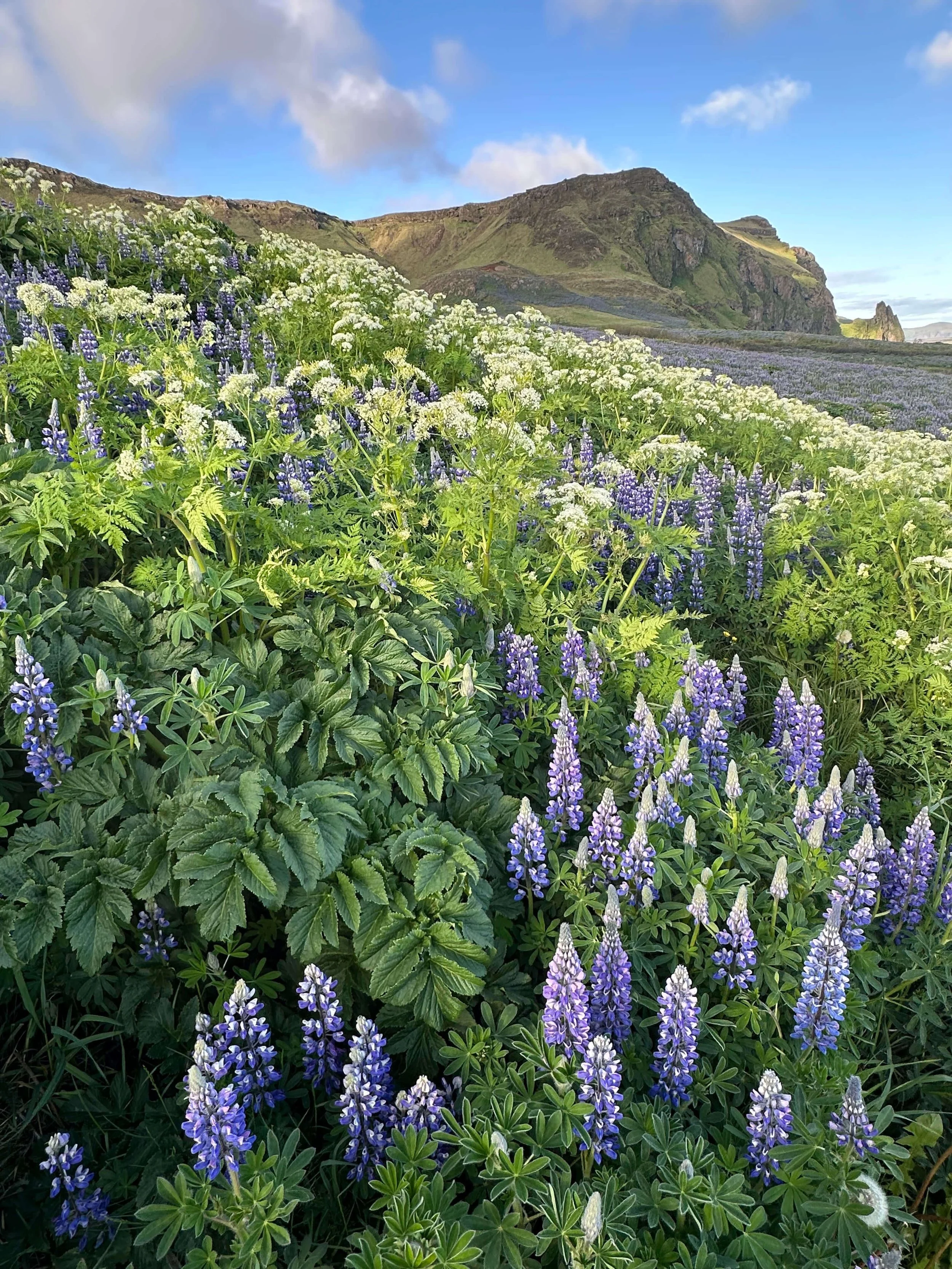 Lupine, Vik, Iceland