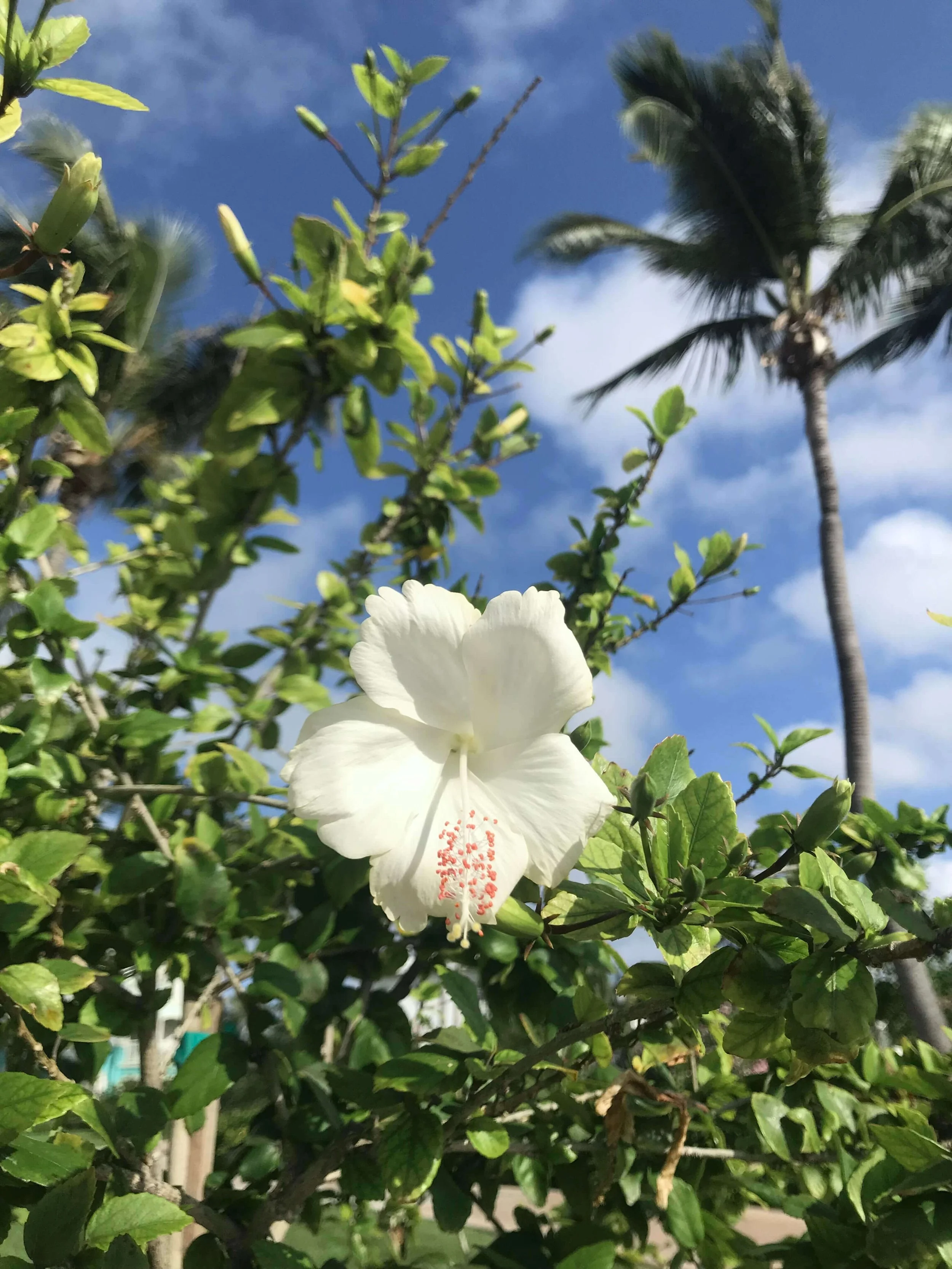 White Flower, Hibiscus Flower, Great Exuma, Bahamas
