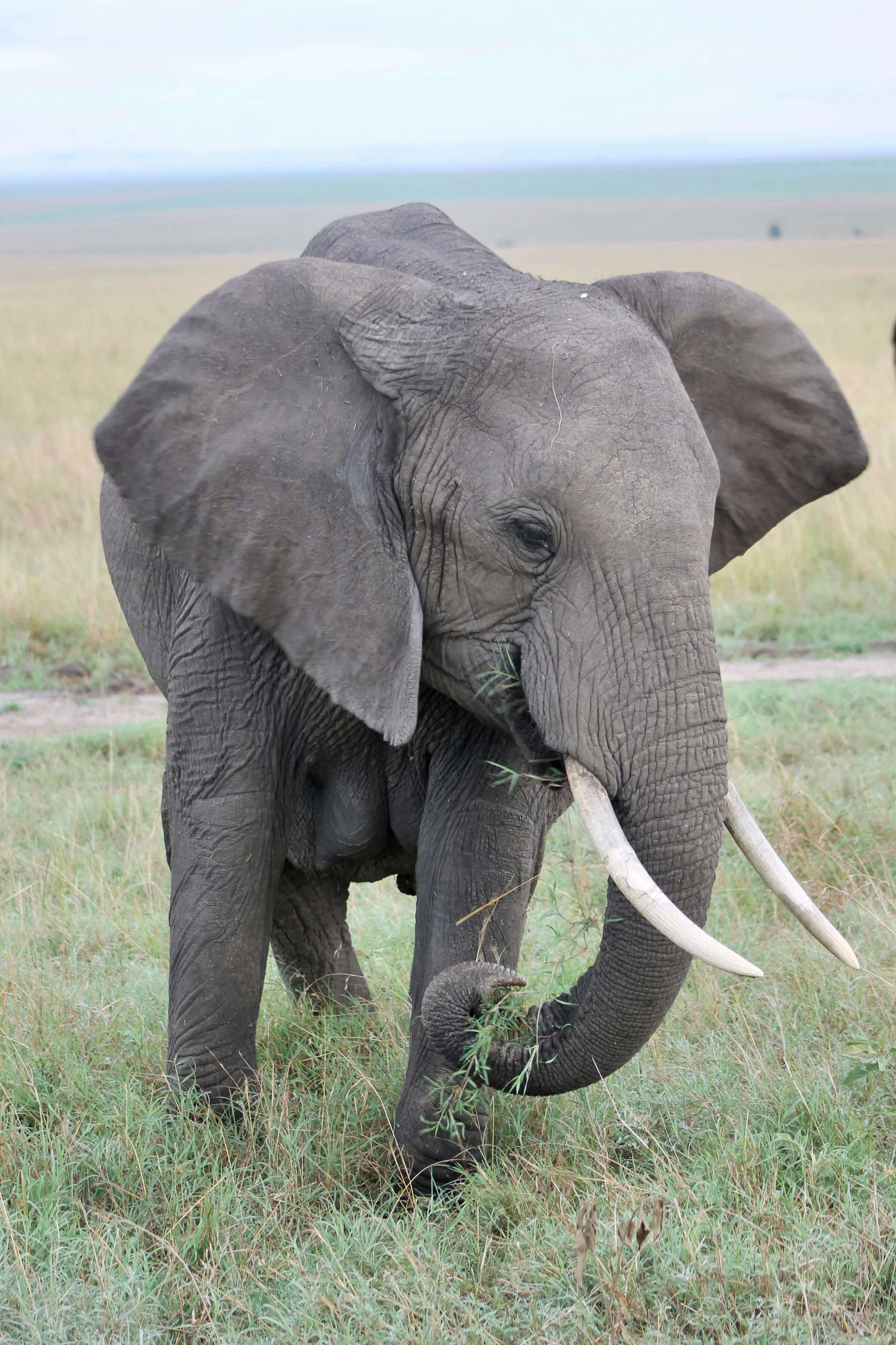 Elephant, Safari, Maasai Mara, Kenya