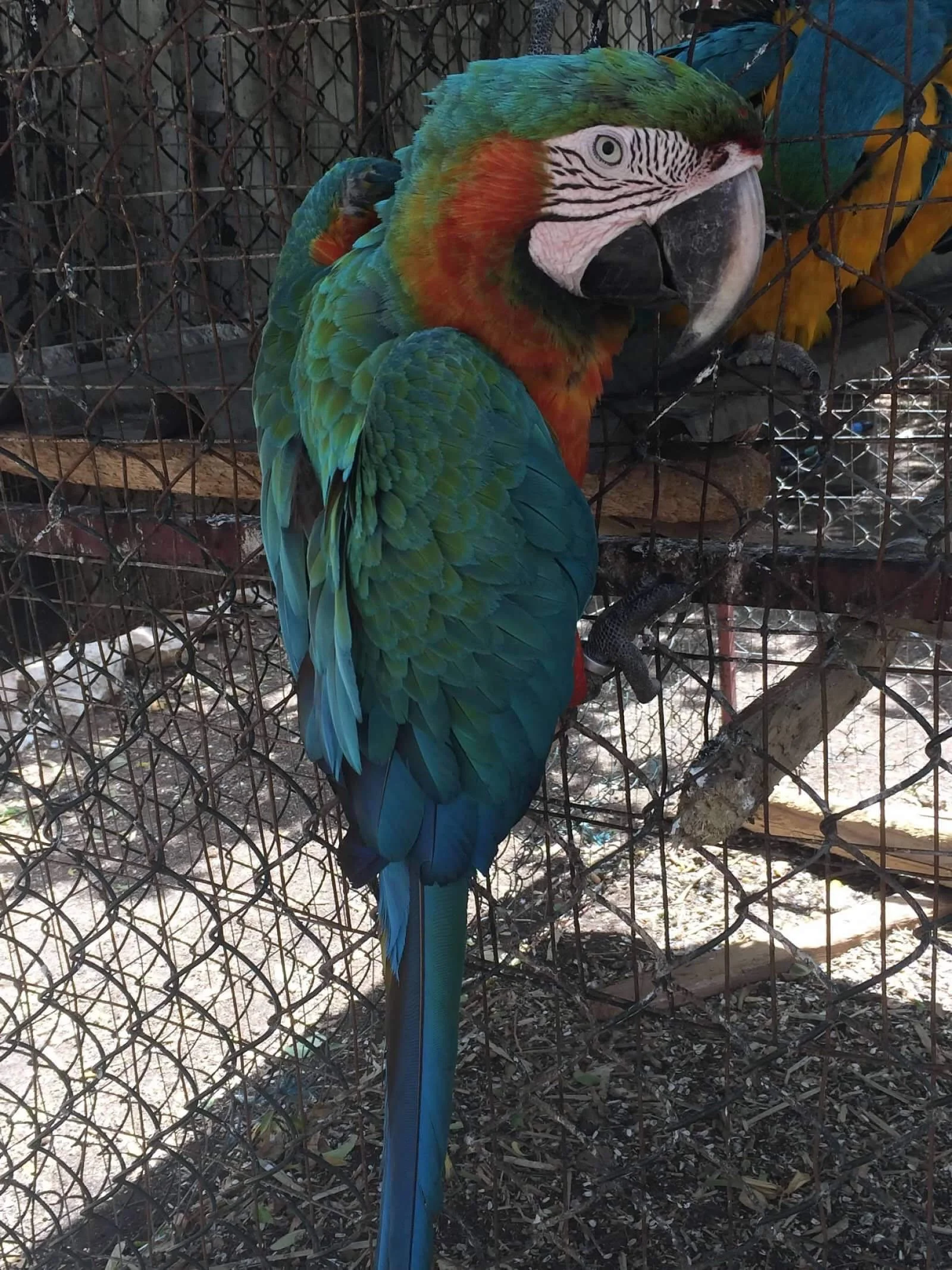 Macaw, Parrot, Curacao, Caribbean