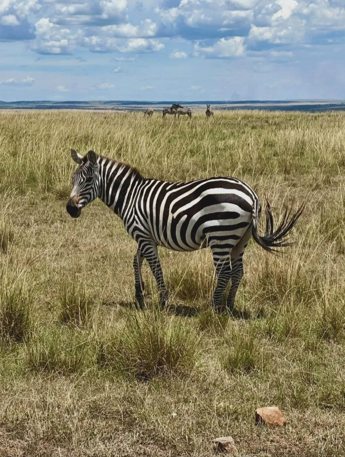 Zebra, Safari, Maasai Mara, Kenya