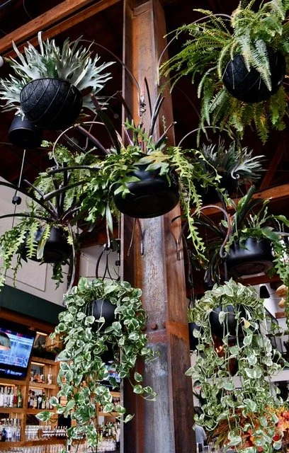 Hanging black planters with various green and silver plants on a ceiling structure in a store or indoor garden setting.