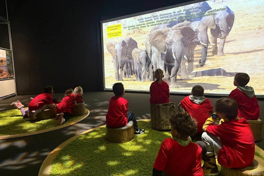 Novastar students in an open classroom watching a video clip about elephants with subtitles in multiple languages.