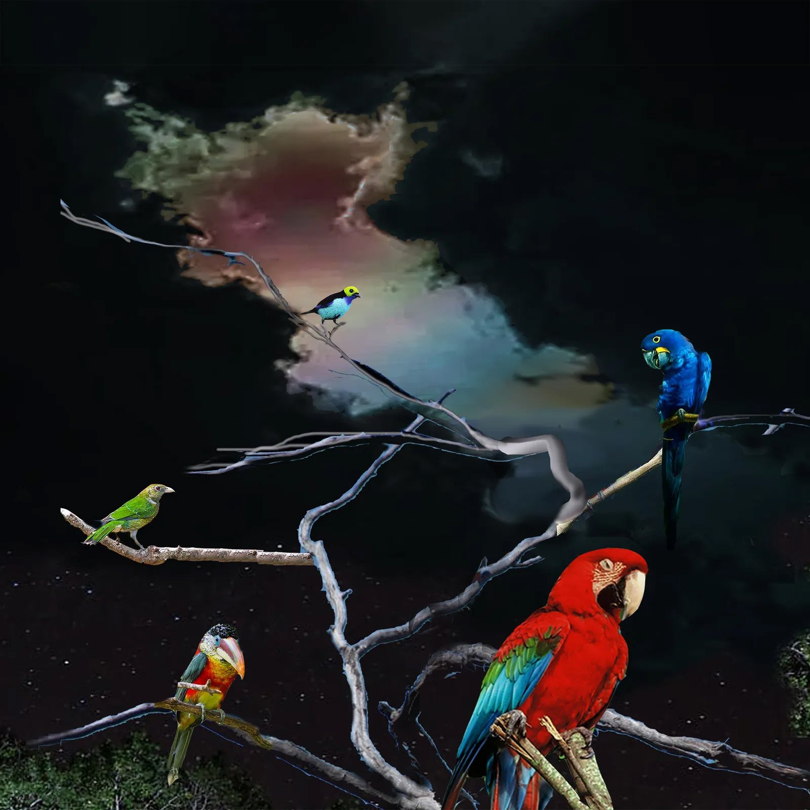 alex g parrot.jpg
