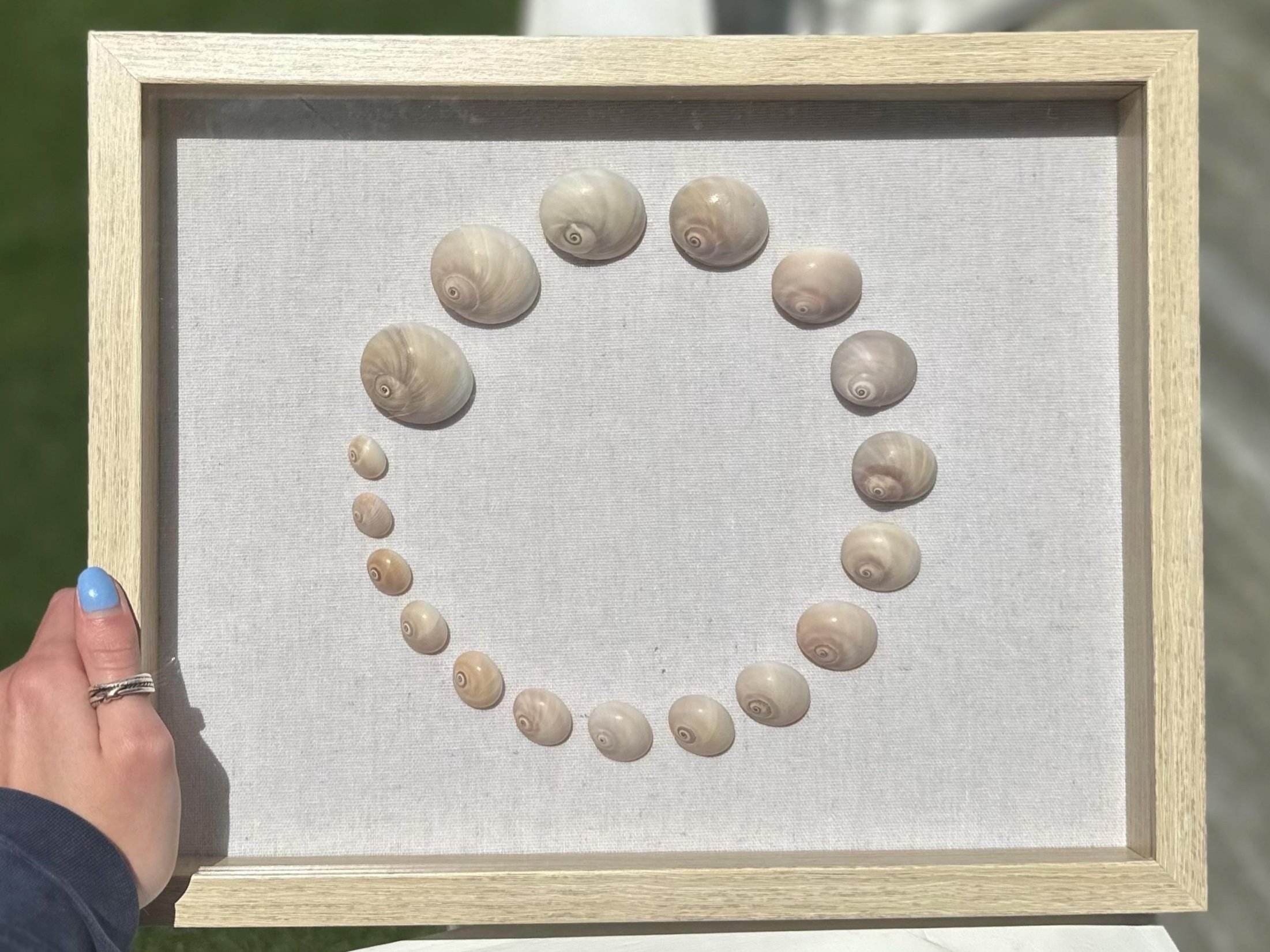 Shark Eye Shell Shadowbox