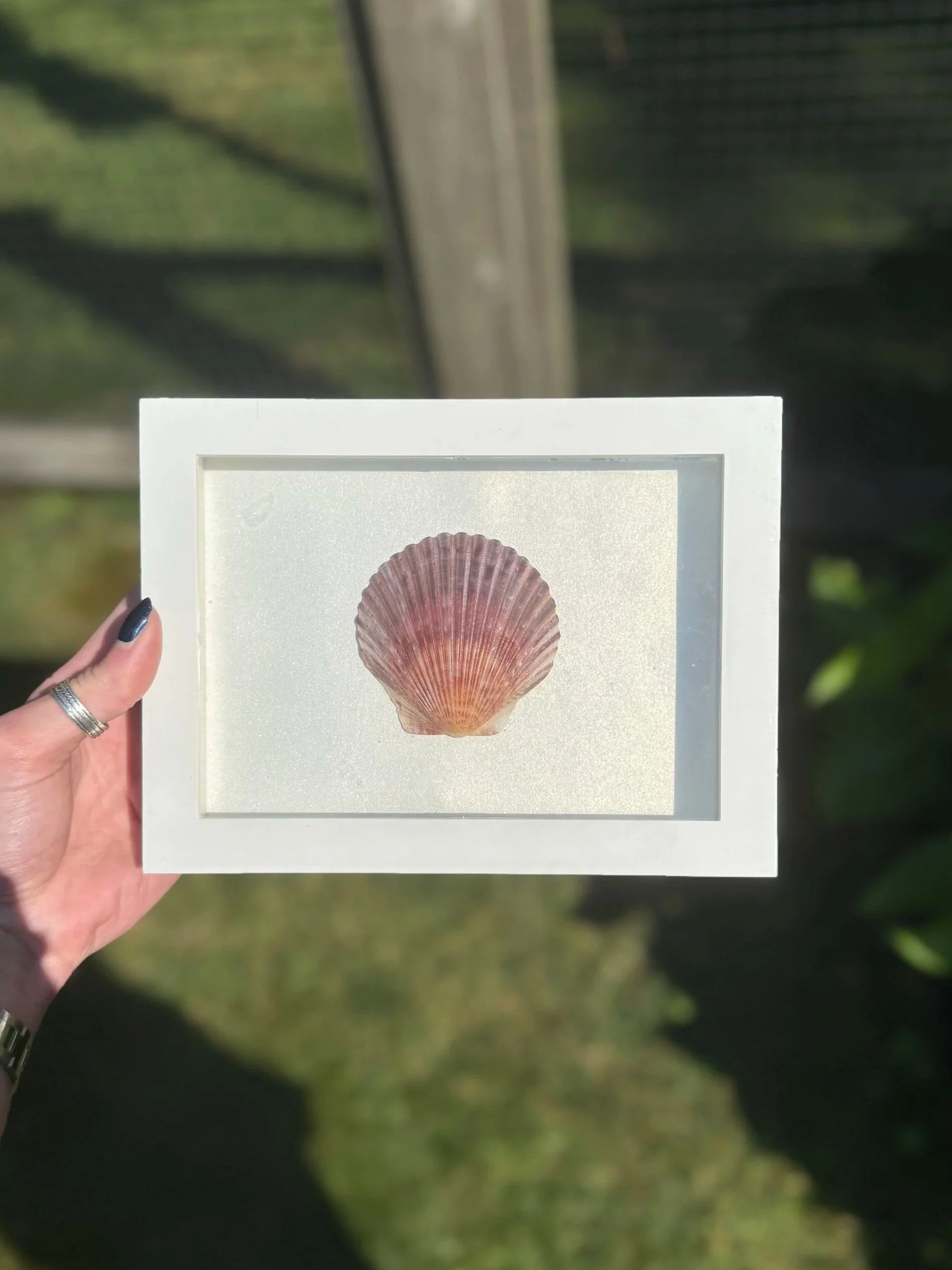 Scallop Shell Mini Shadowbox