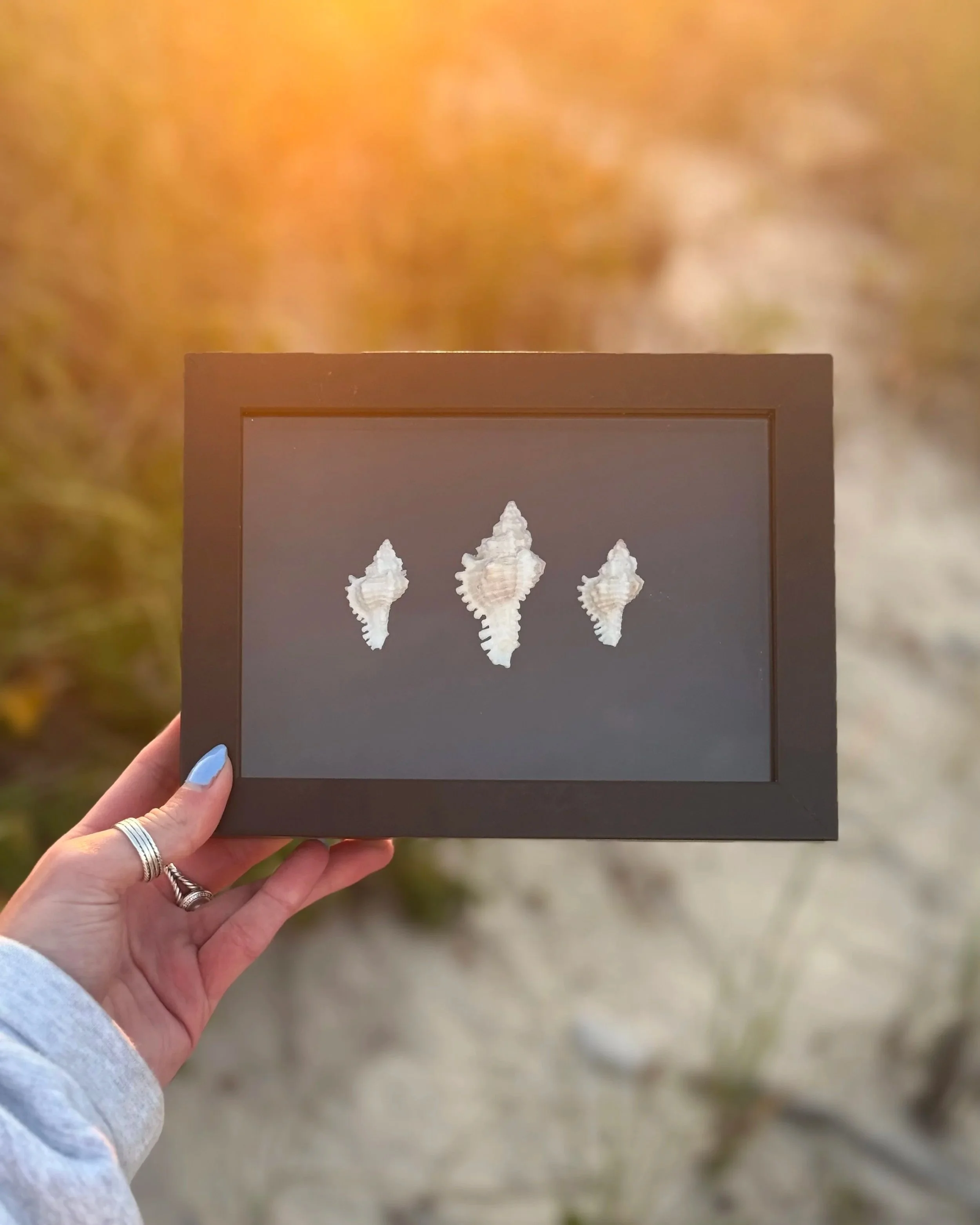 Lace Murex Trio Mini Shadowbox